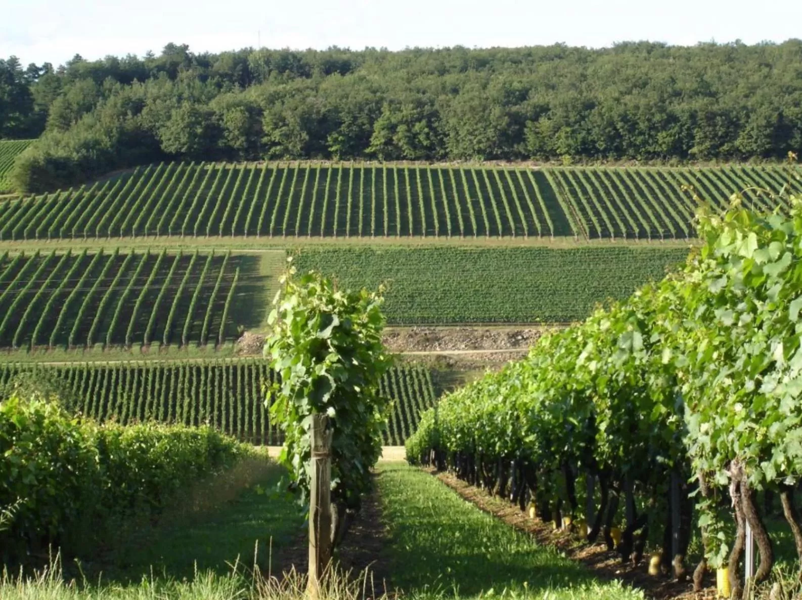 View (from property/room) in Douce Nuits