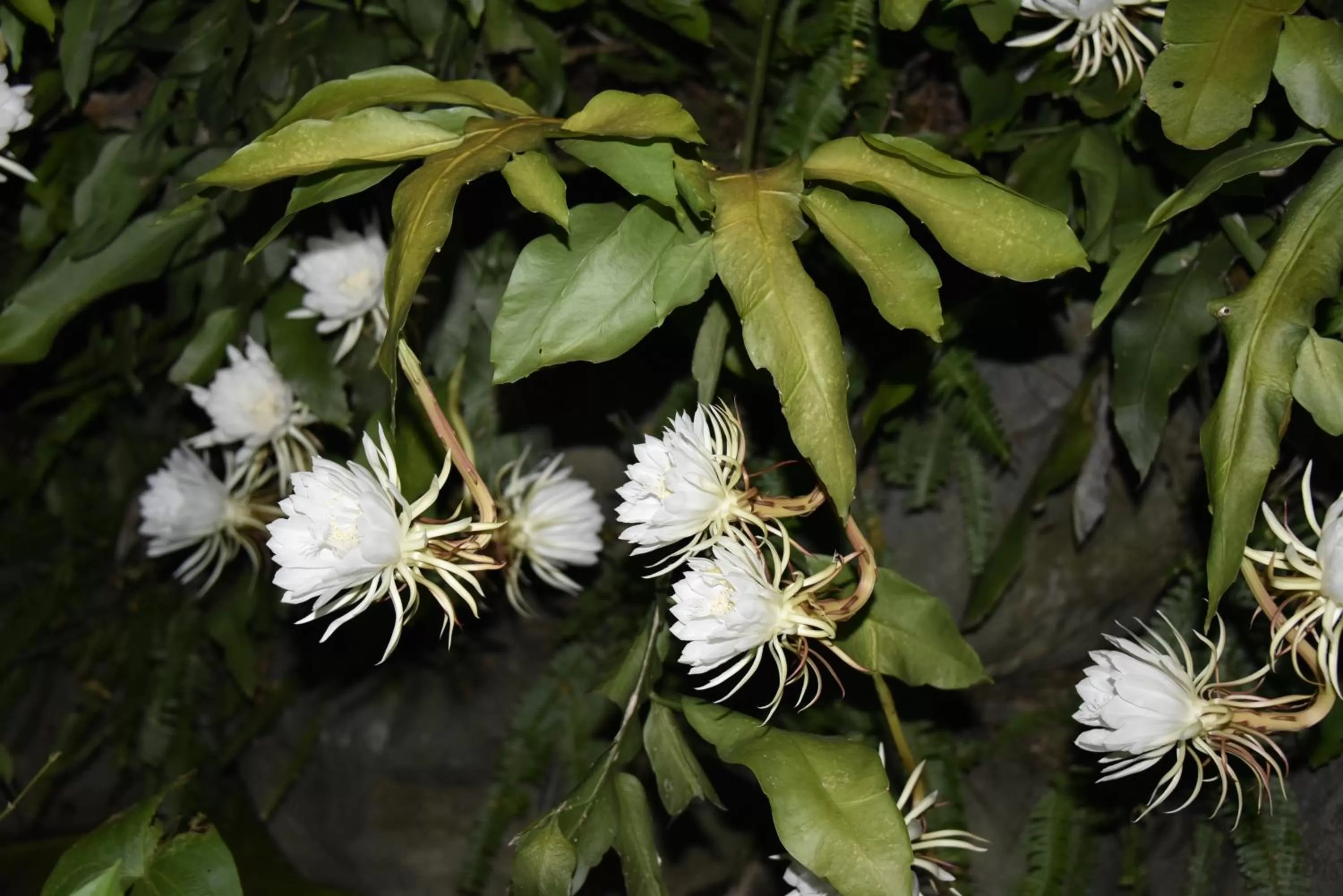 Other Animals in Rainbow Bridge B&B