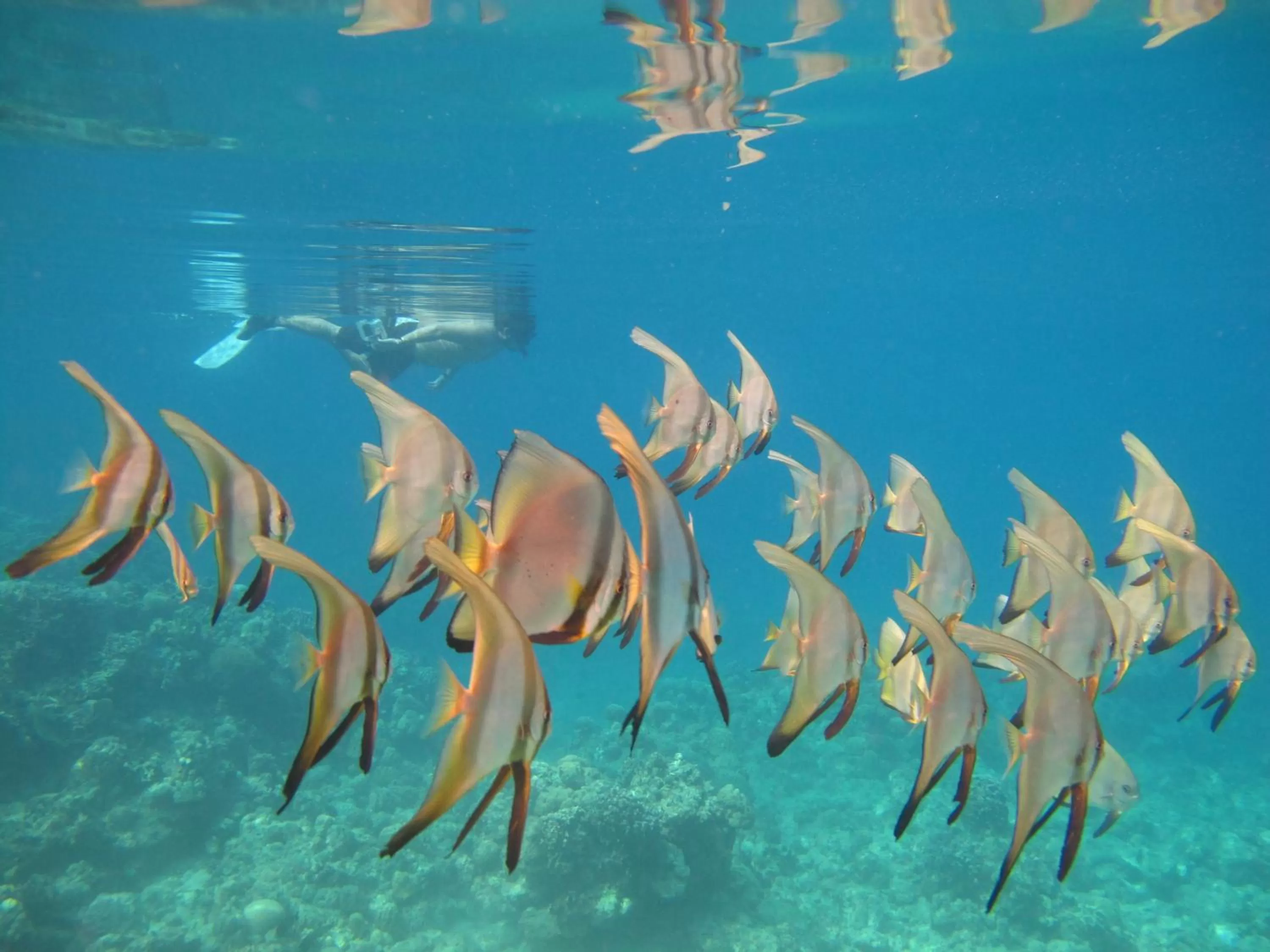 Snorkeling in Punta Bulata White Beach Resort & Spa