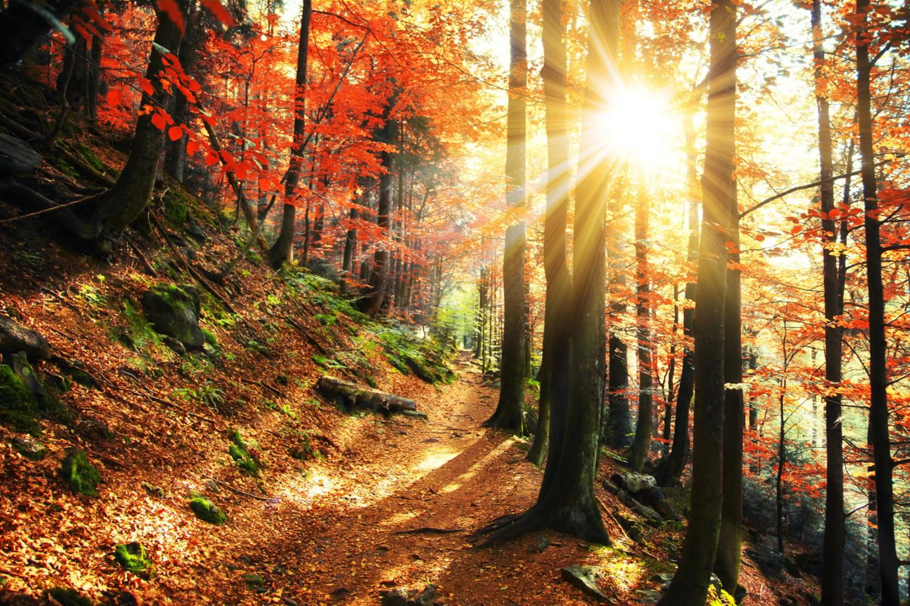 Hiking in Wellness & Ayurveda Hotel Am Eichenberg