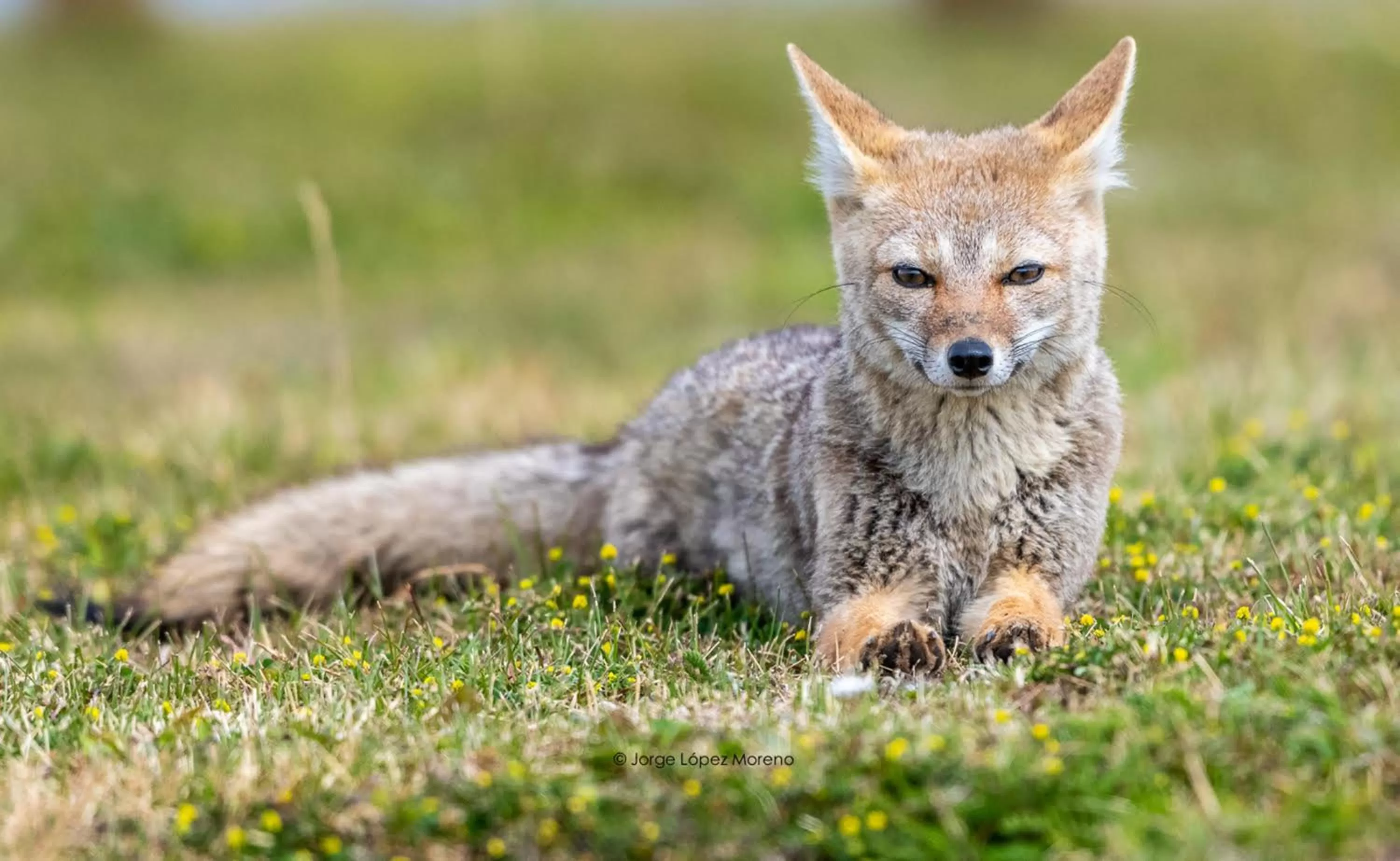 Off site, Pets in Riviera Fueguina Apartments