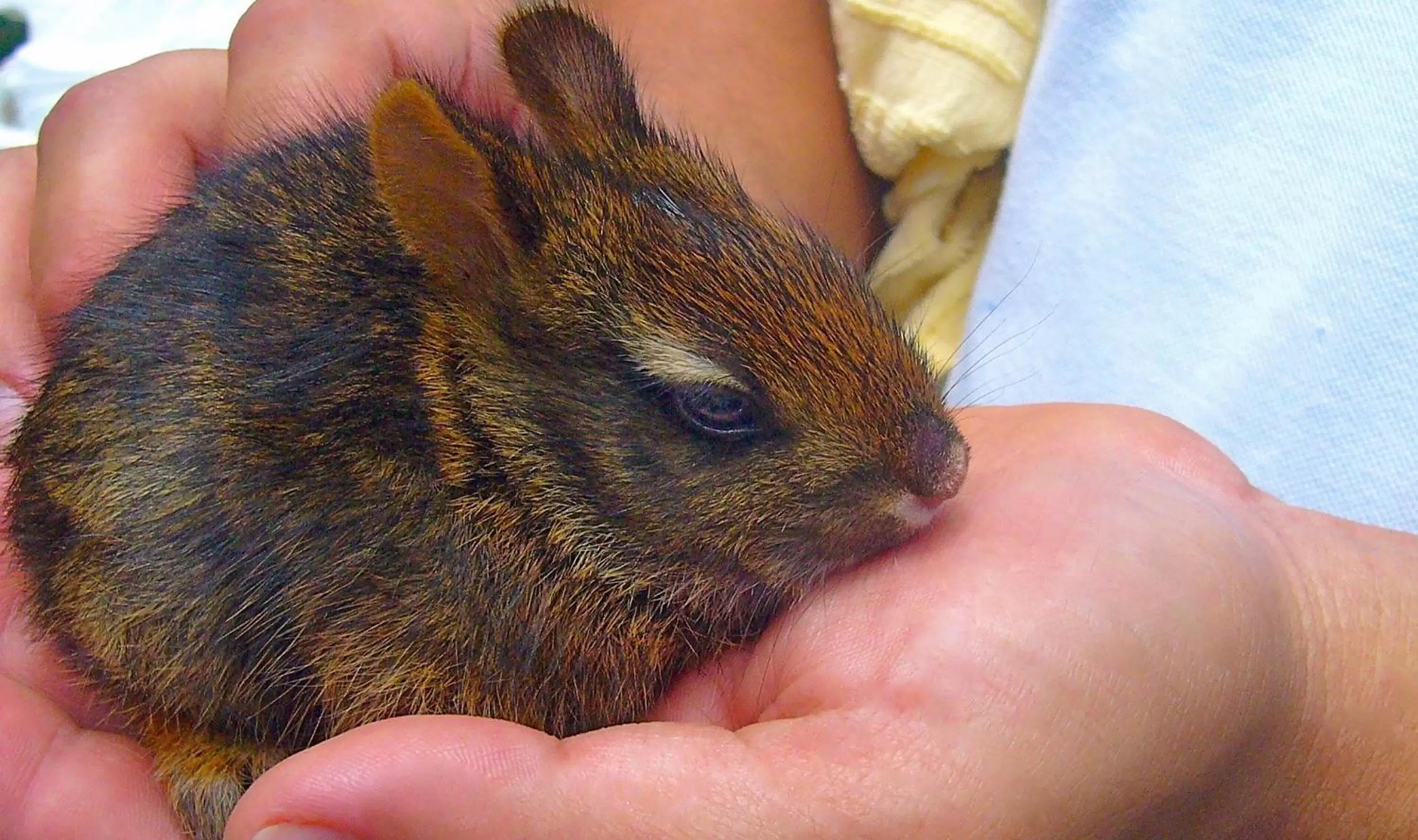 Garden, Other Animals in Boquete Garden Inn
