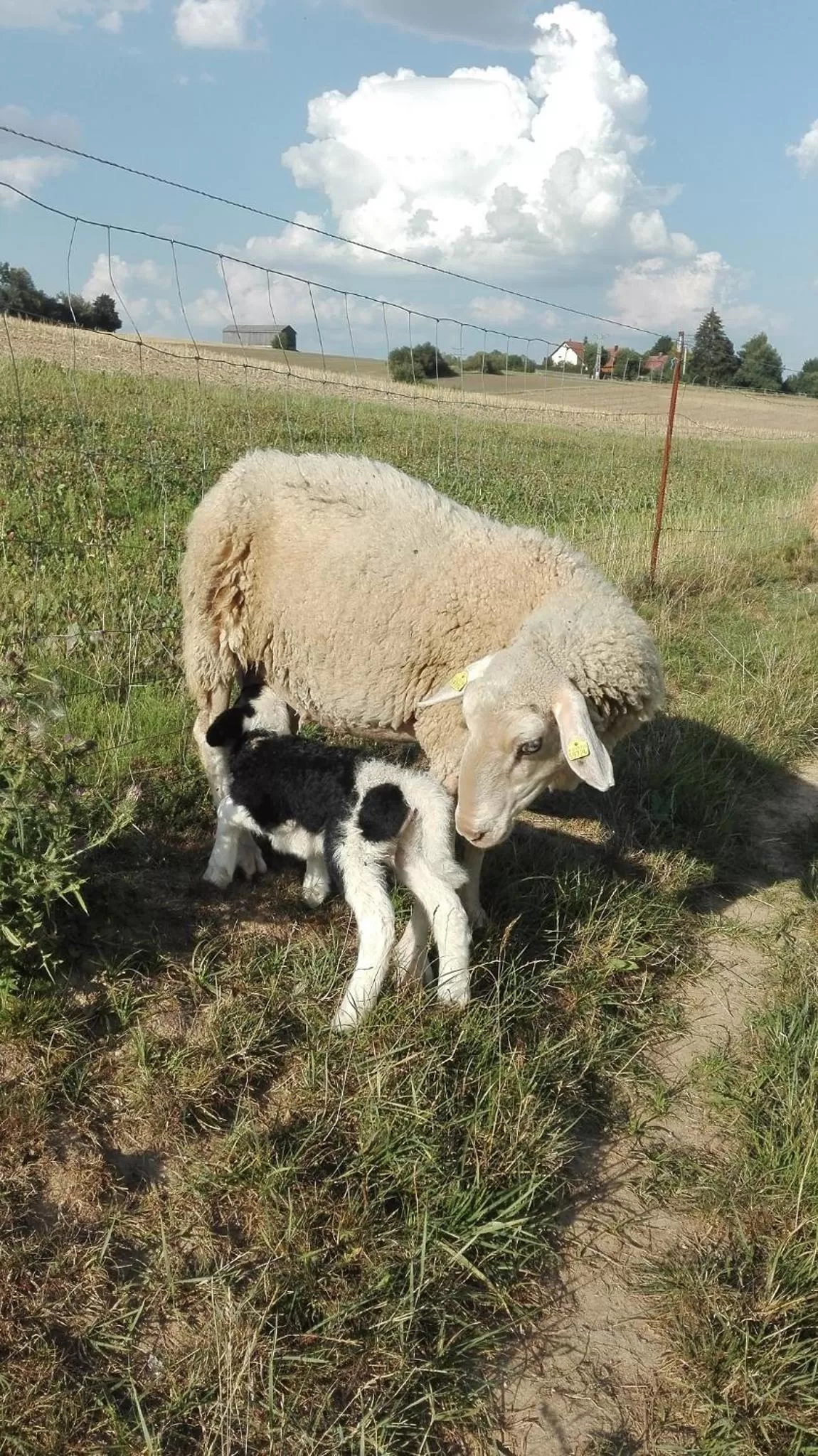 Animals in Gasthof Zur Burg