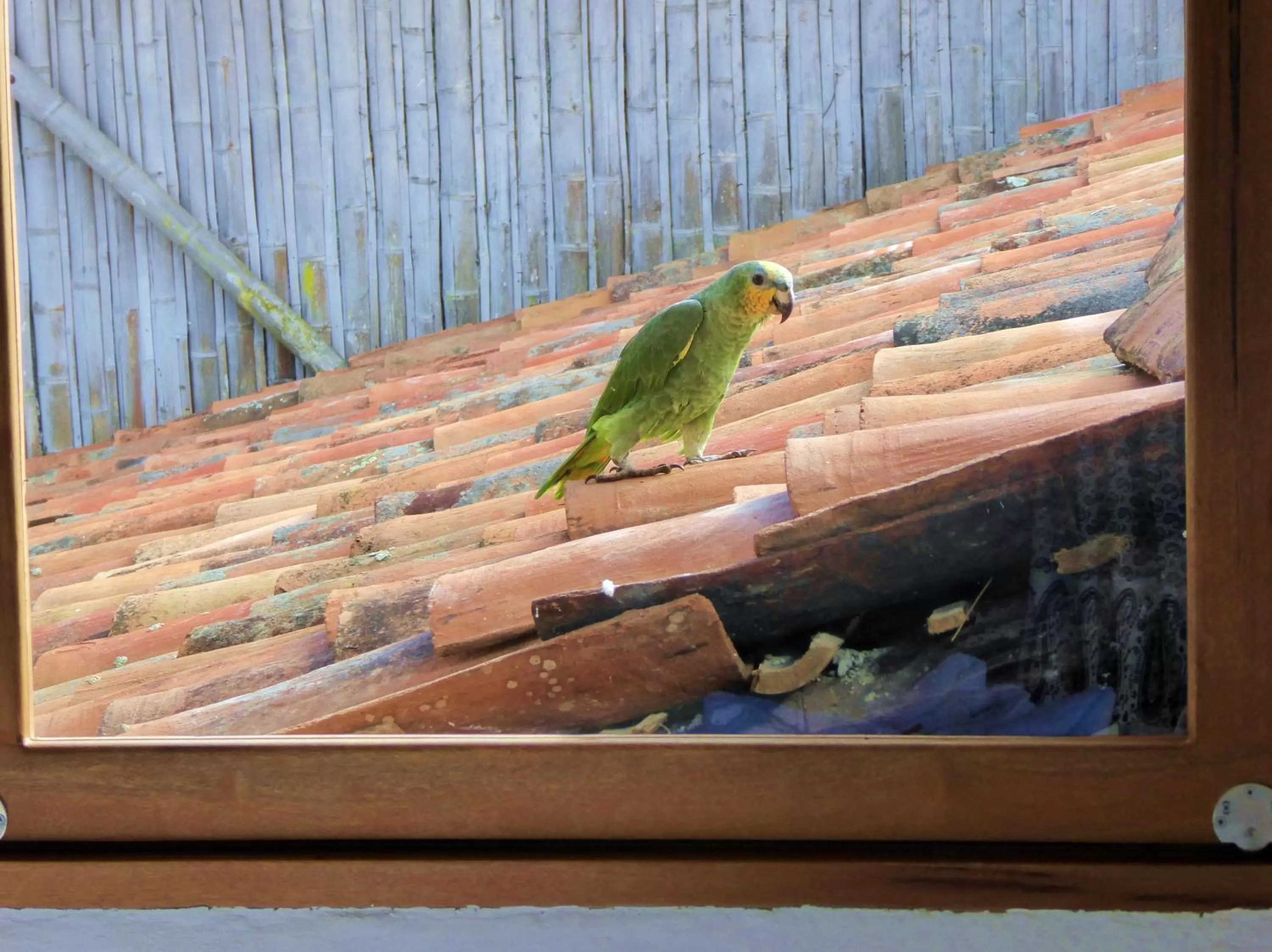 Pets, Other Animals in Finca El Cielo