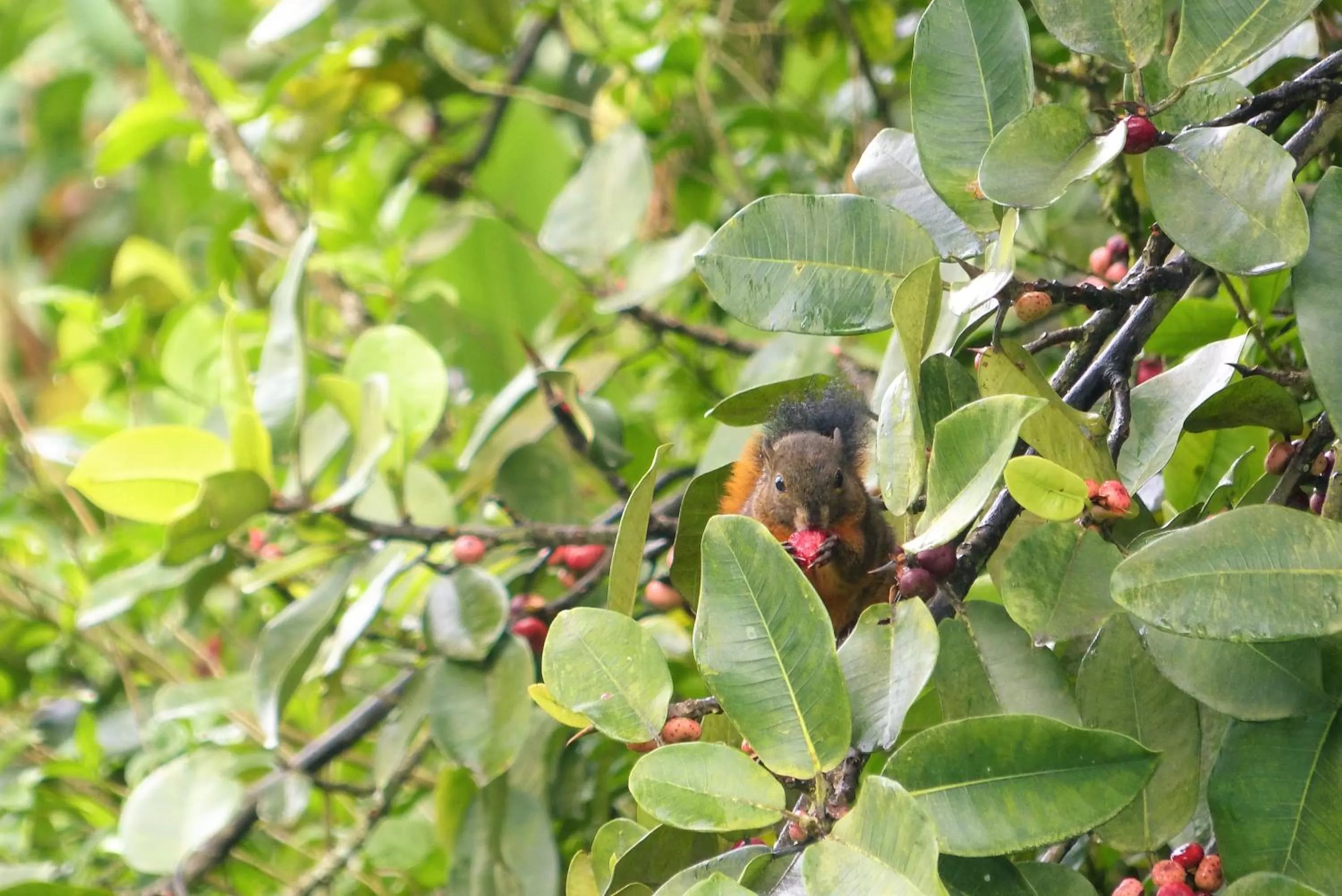 Natural landscape, Other Animals in Hotel Termales Tierra Viva