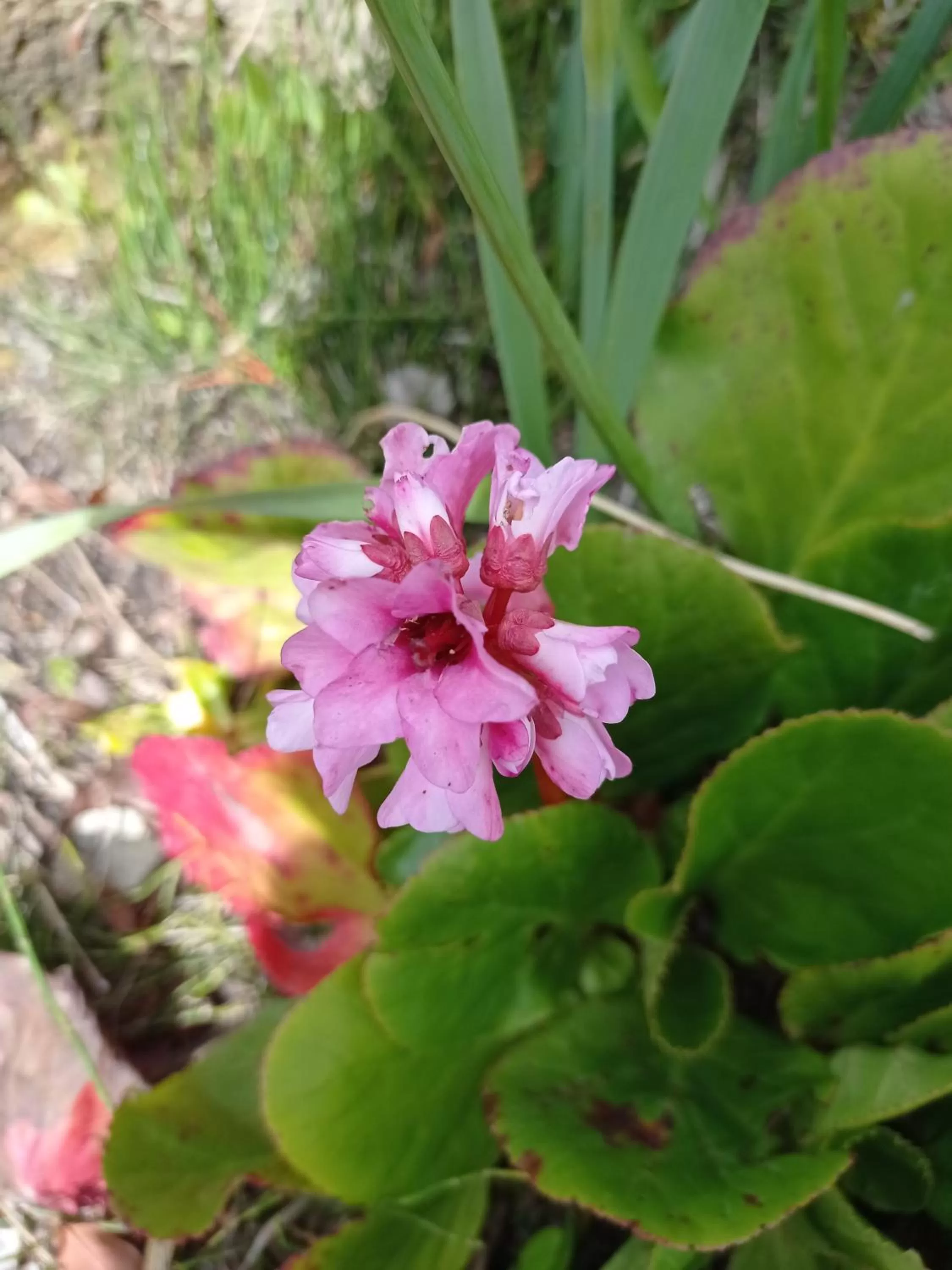Garden in Hotel Refugio Pozo Azul