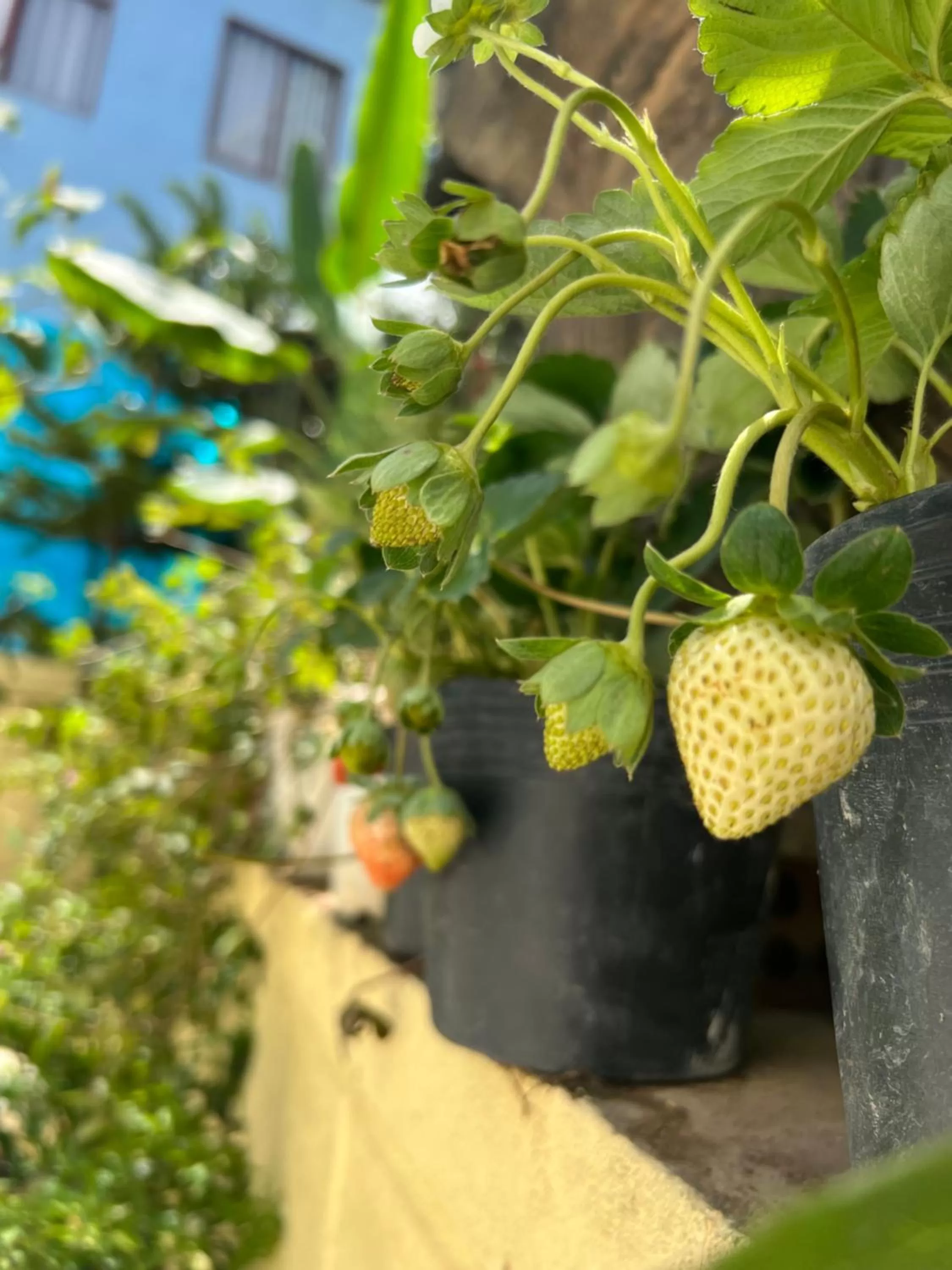 View (from property/room) in Villa - Hotel Nam Khang 2 Dalat