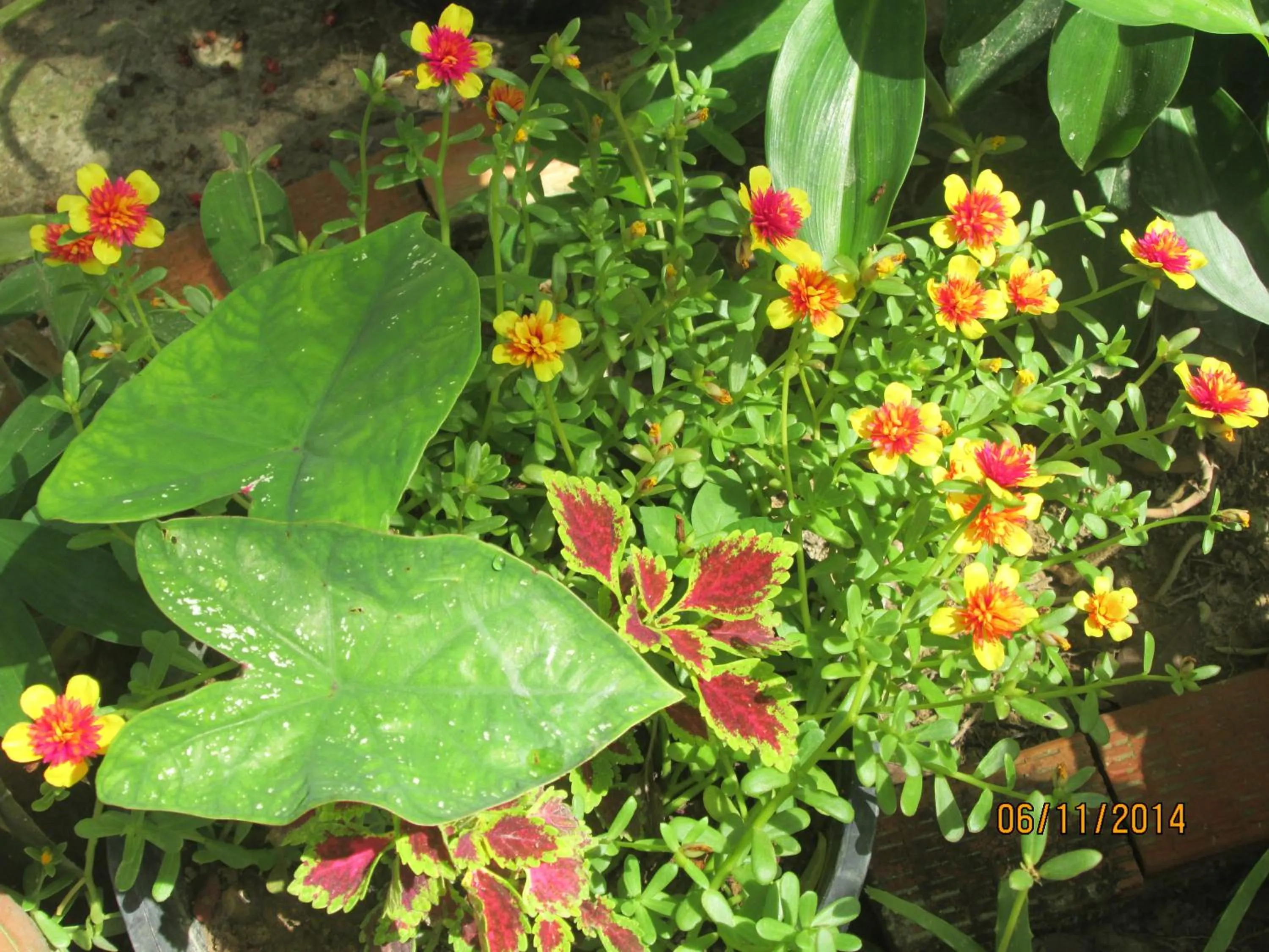 On site in Lanta Maikeaw Bungalow