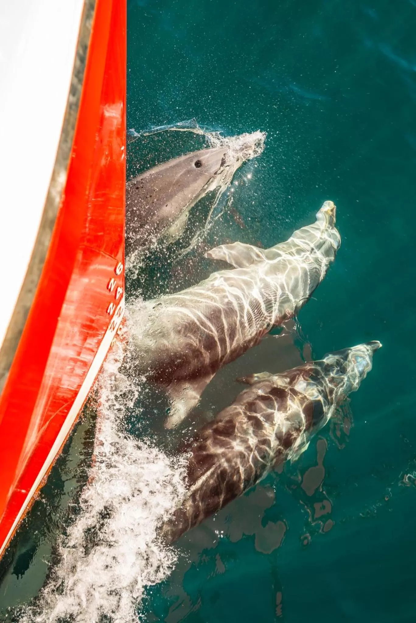 Activities in Bella Vista Motel Te Anau