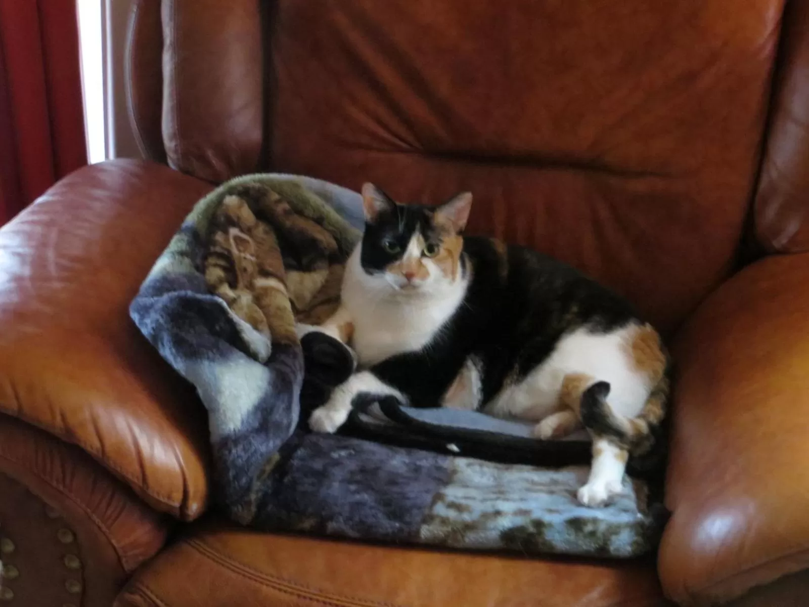 La maison sous les arbres