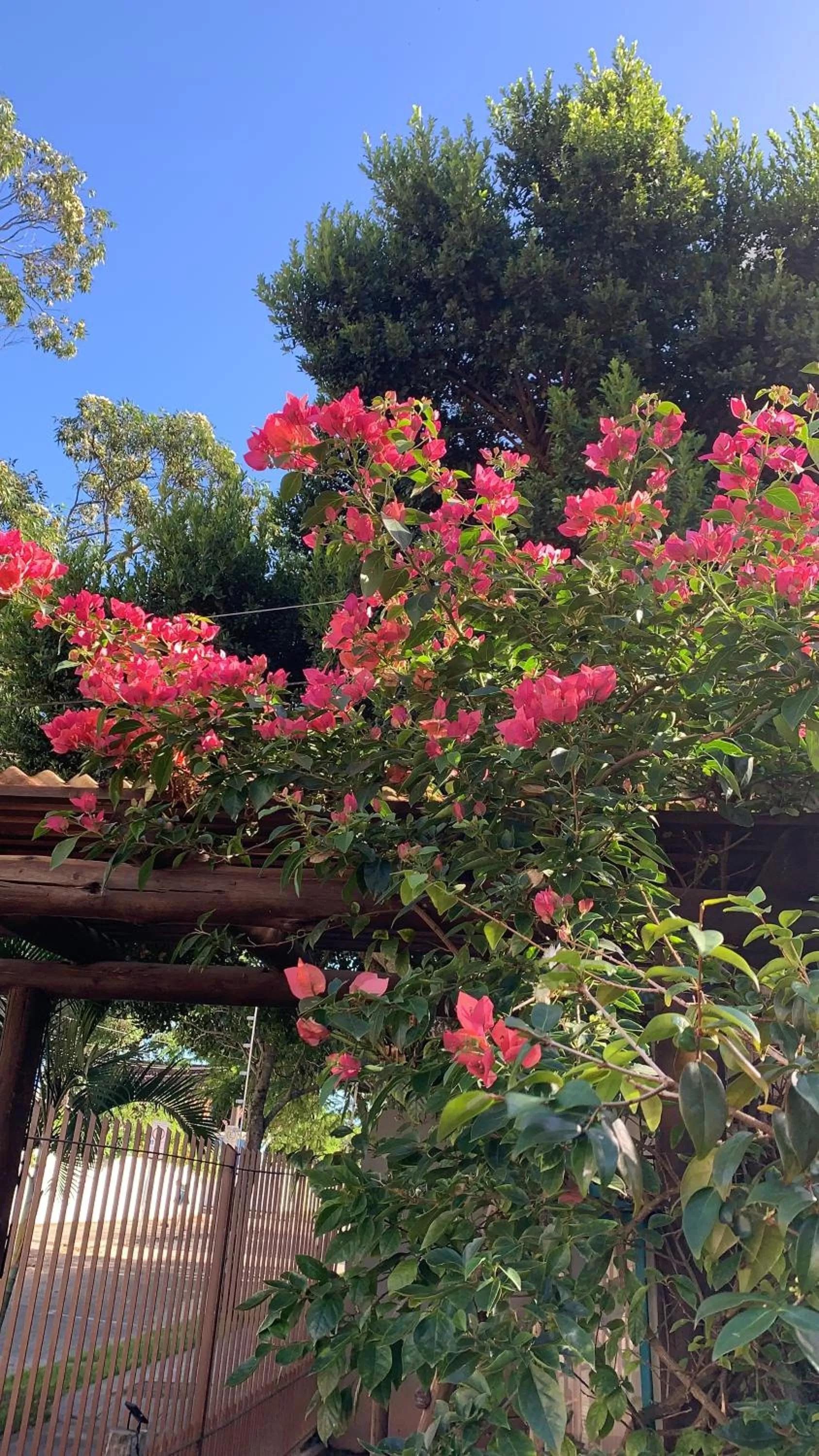 Garden in Beach House Floripa