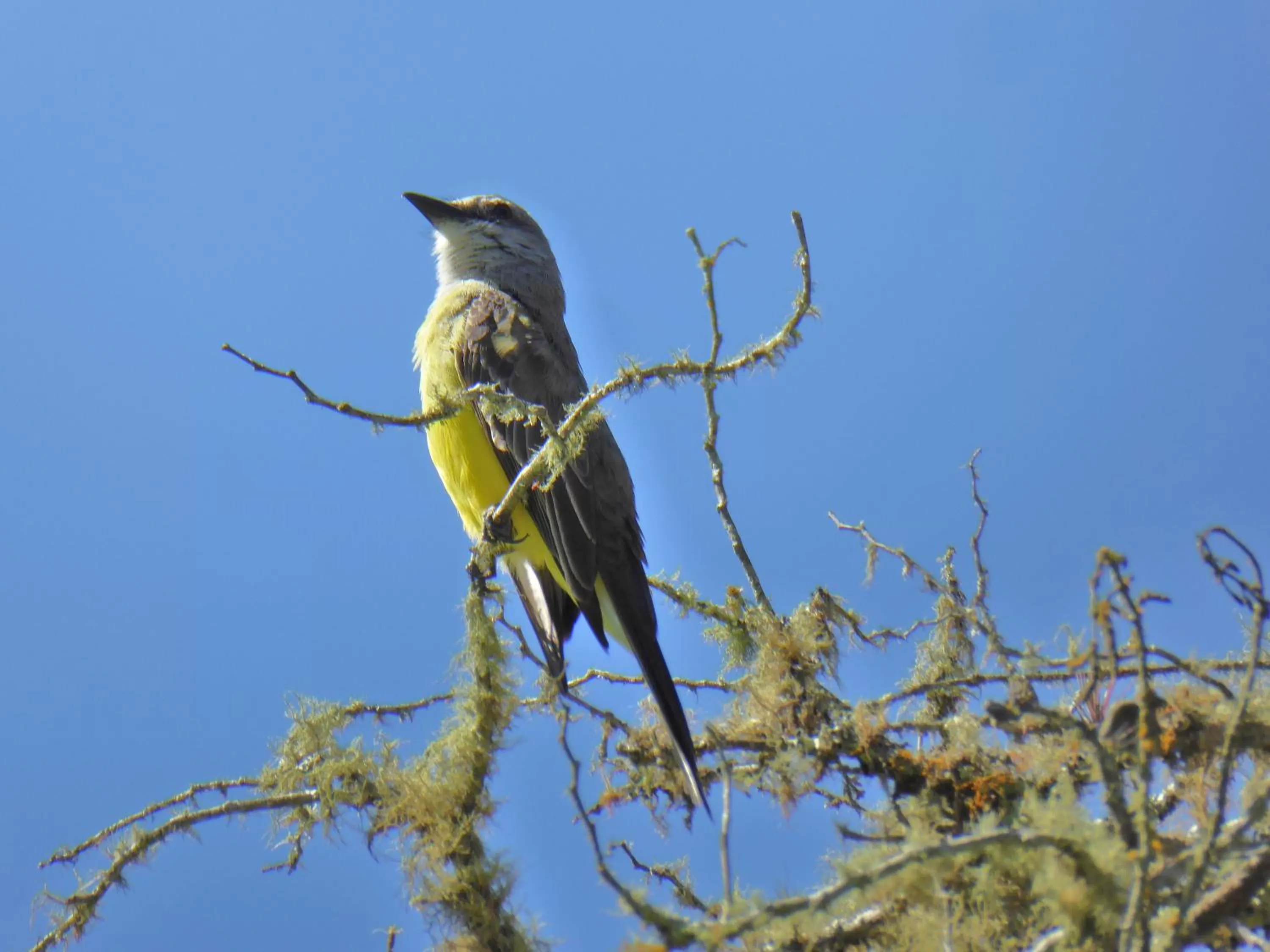 Pets, Other Animals in Finca El Cielo