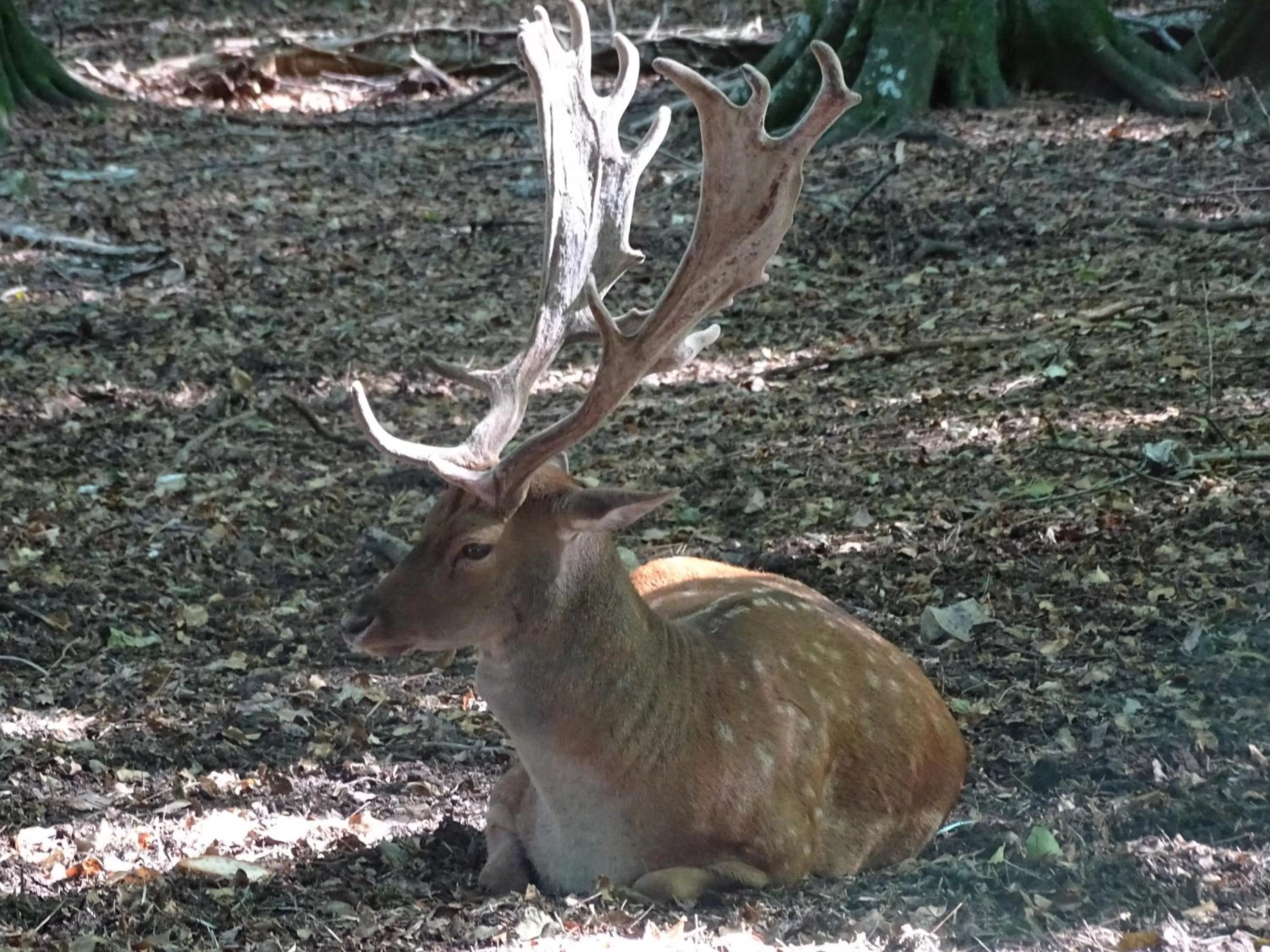 Animals, Other Animals in Villa Biancofiore
