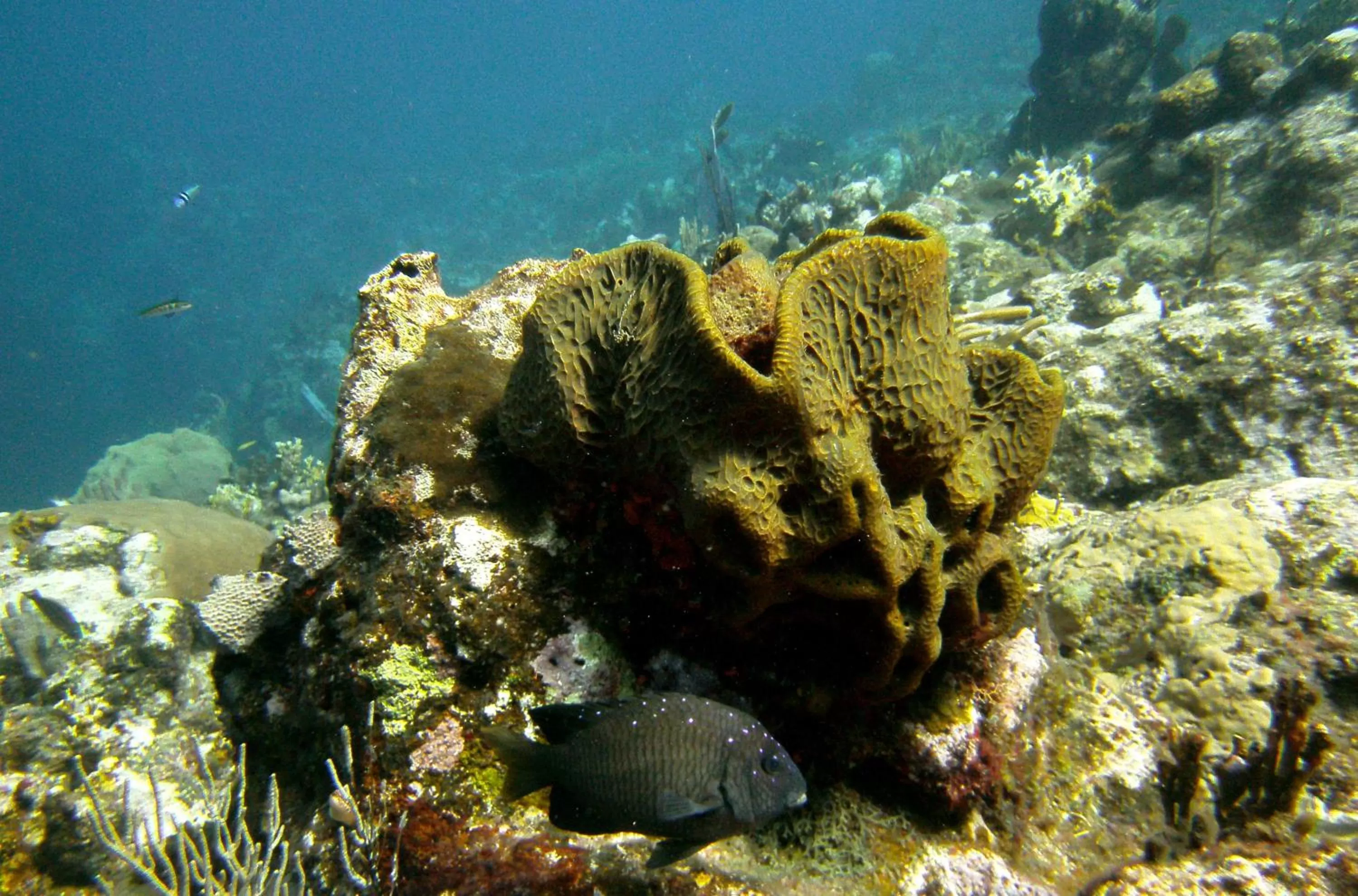 Diving, Natural Landscape in La Residencia del Paseo