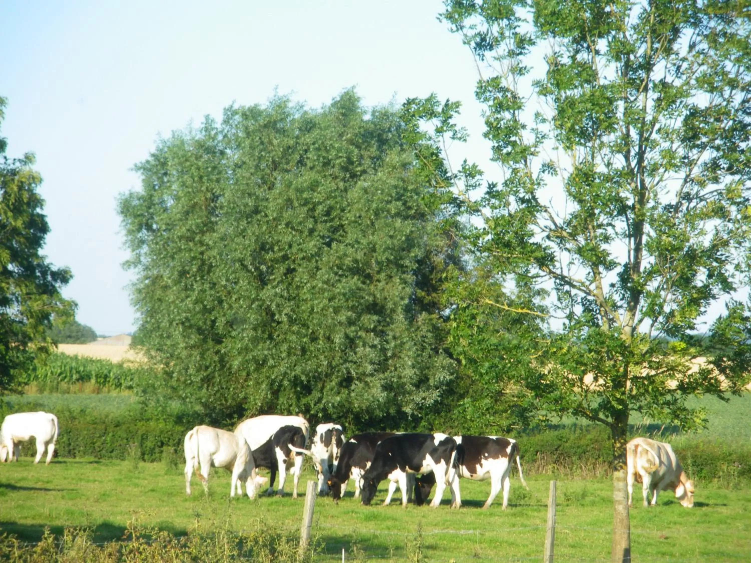 Other Animals in La Vallée des Trois Monts