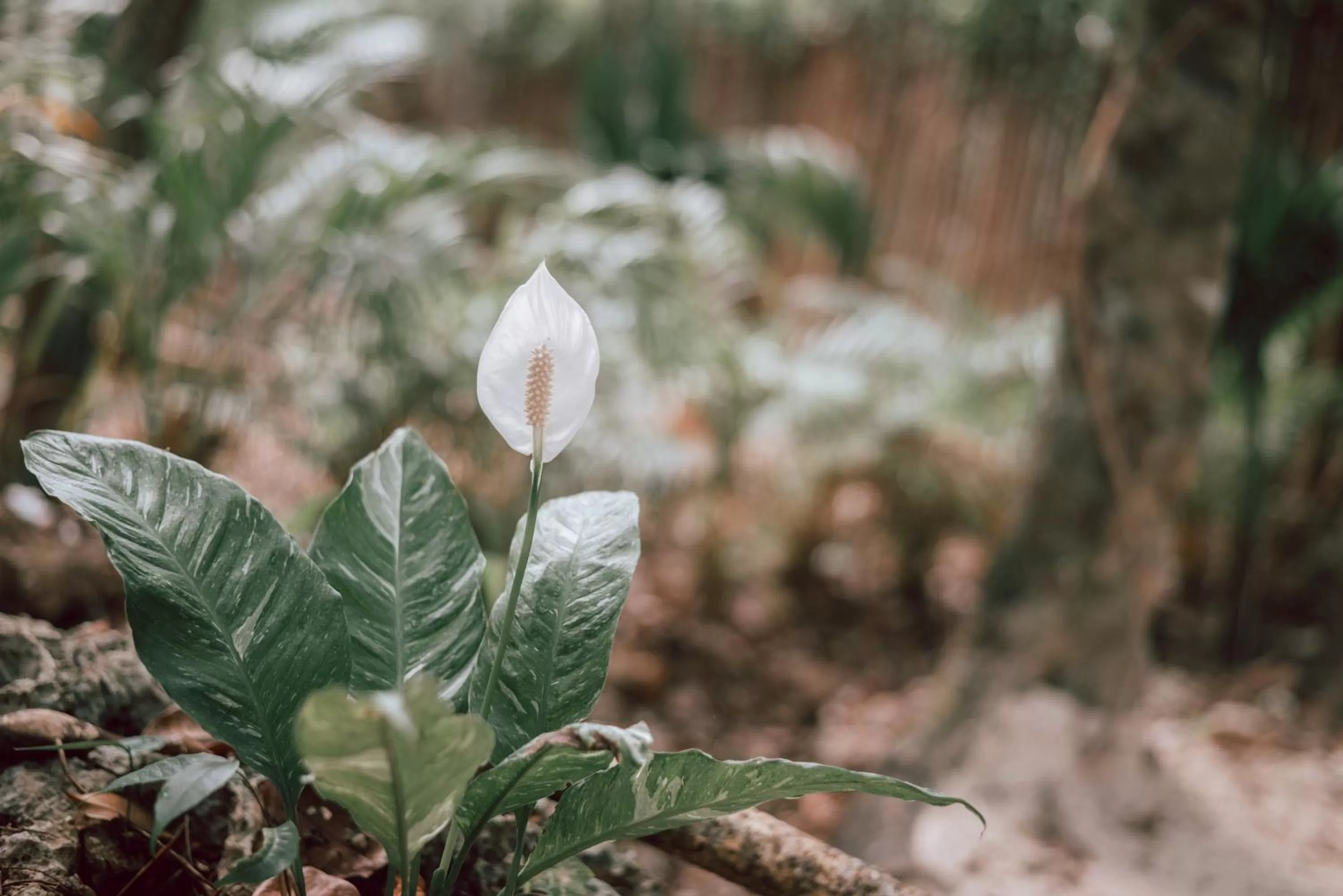 Decorative detail, Other Animals in Lunita Jungle Experience