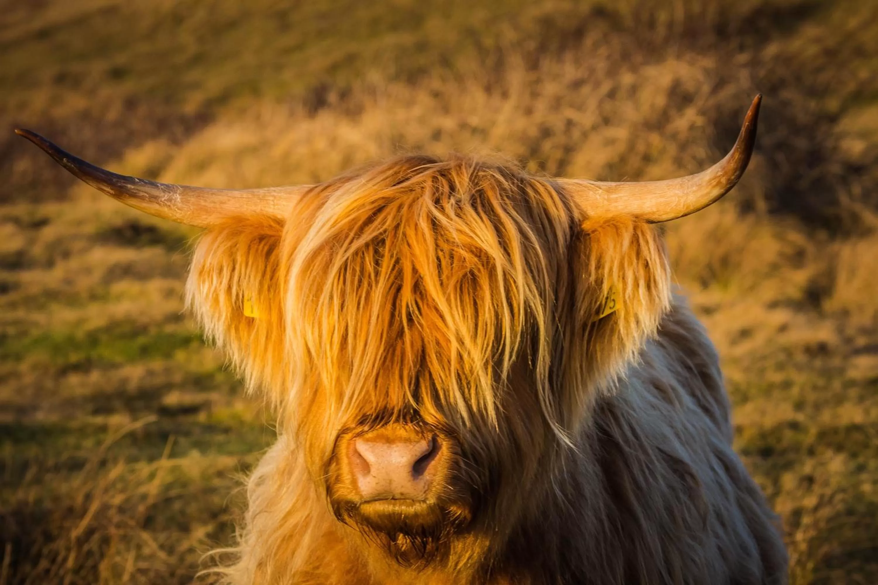 Animals in Bed en Bike Strûnen op Texel