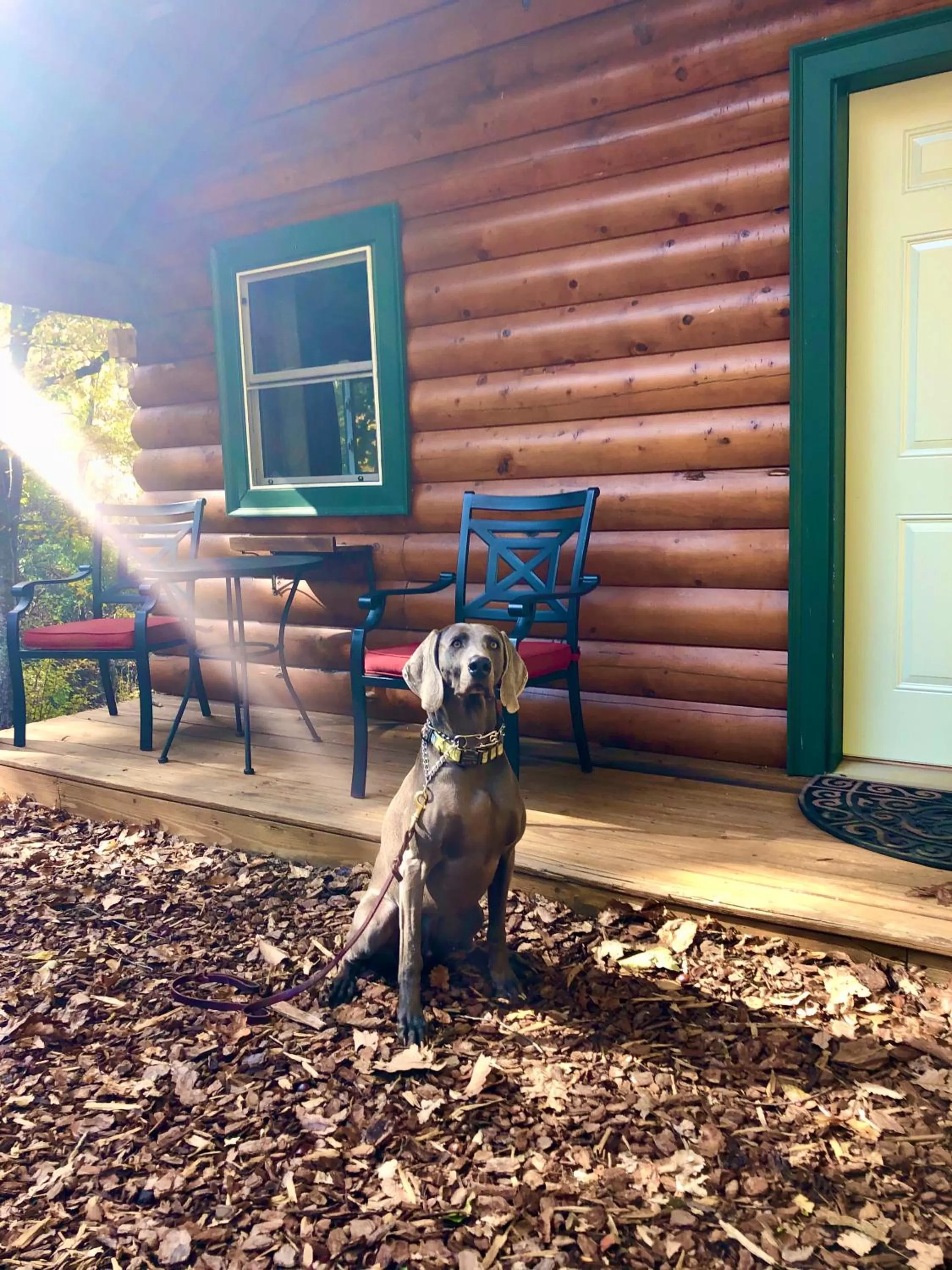 Pets in Barefoot Hills