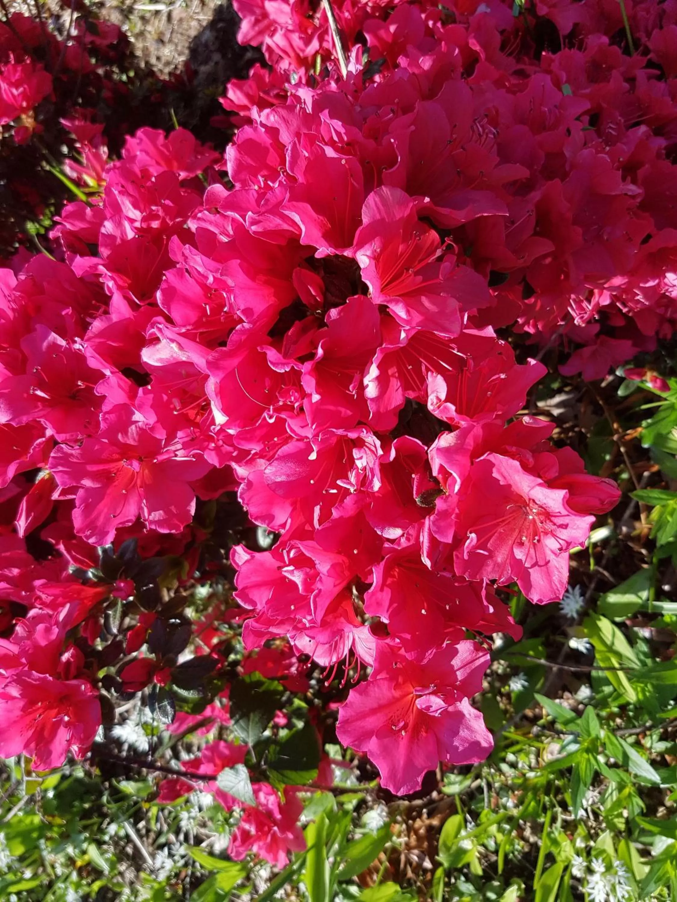 View (from property/room) in Great Trethew Hotel - Self Catering Lodges - Bar & Restaurant