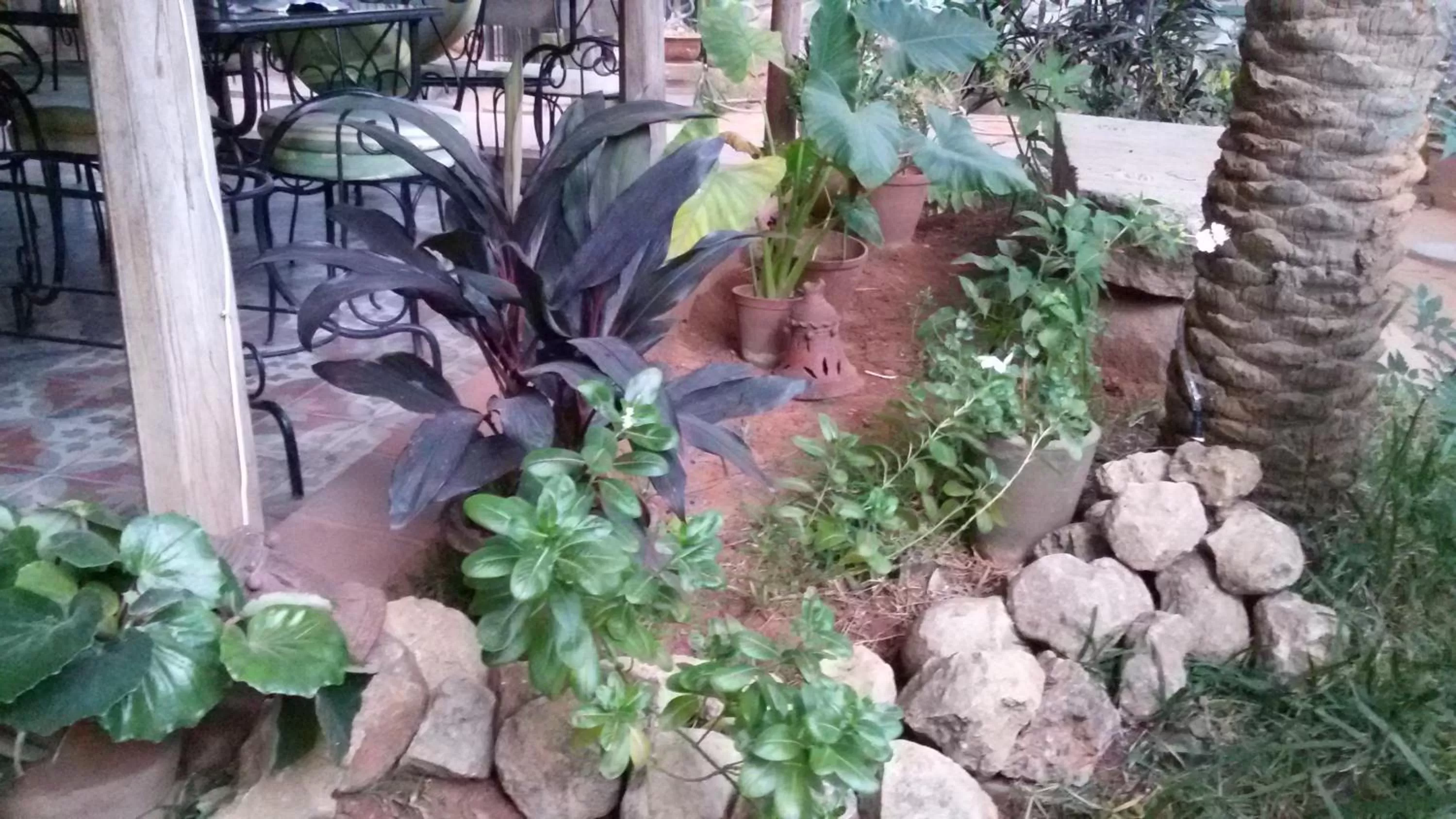 Day, Garden in Green's Guest House