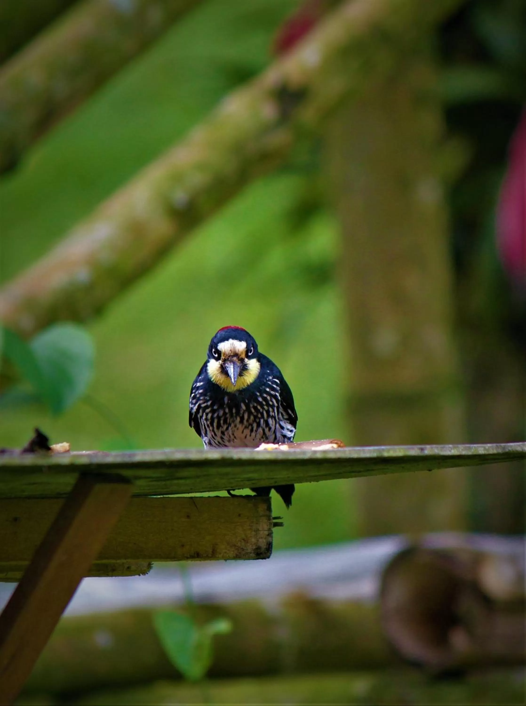 Other Animals in Villa Cristina - Casa Boutique