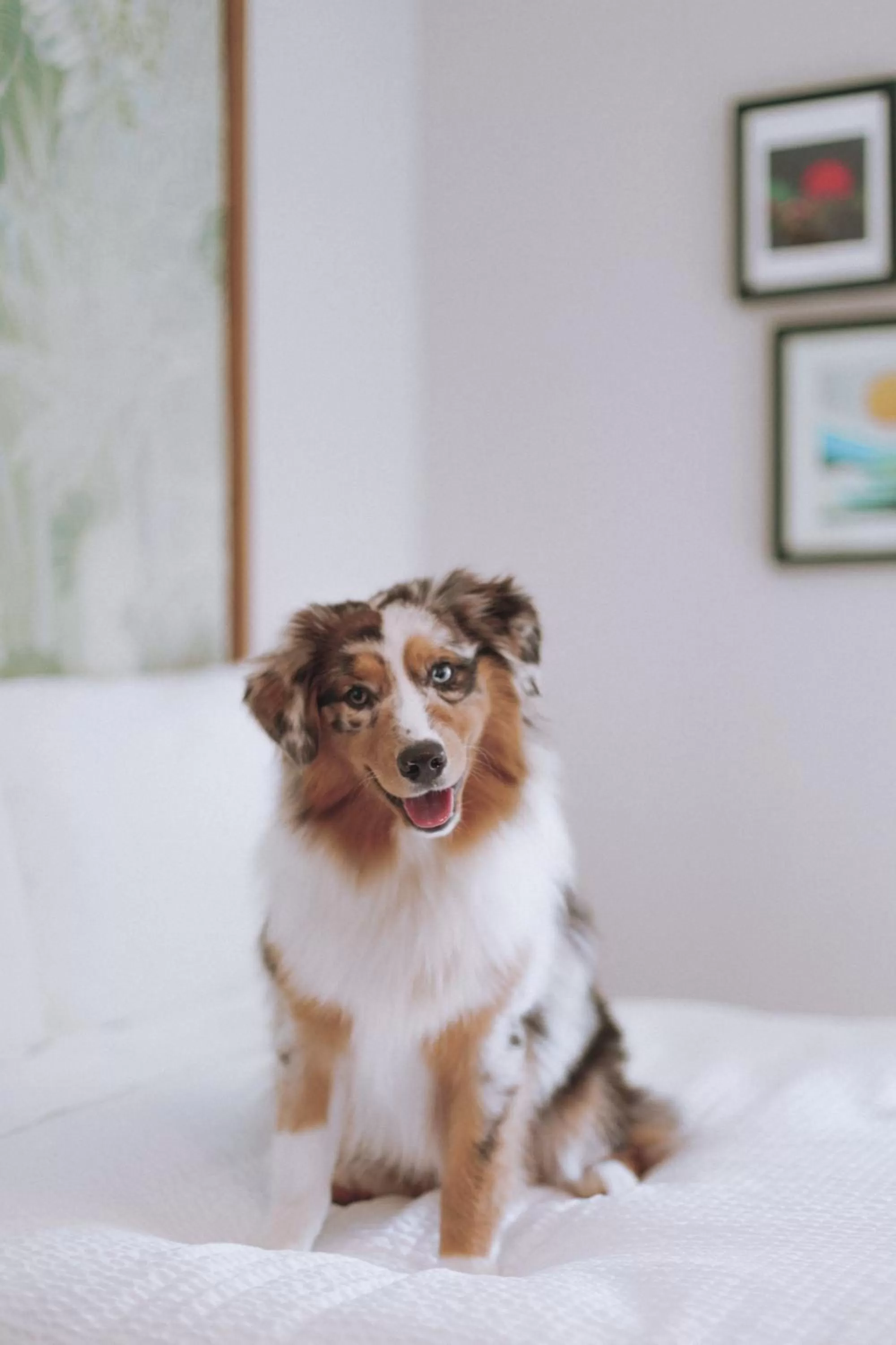 Pets in White Sands Hotel