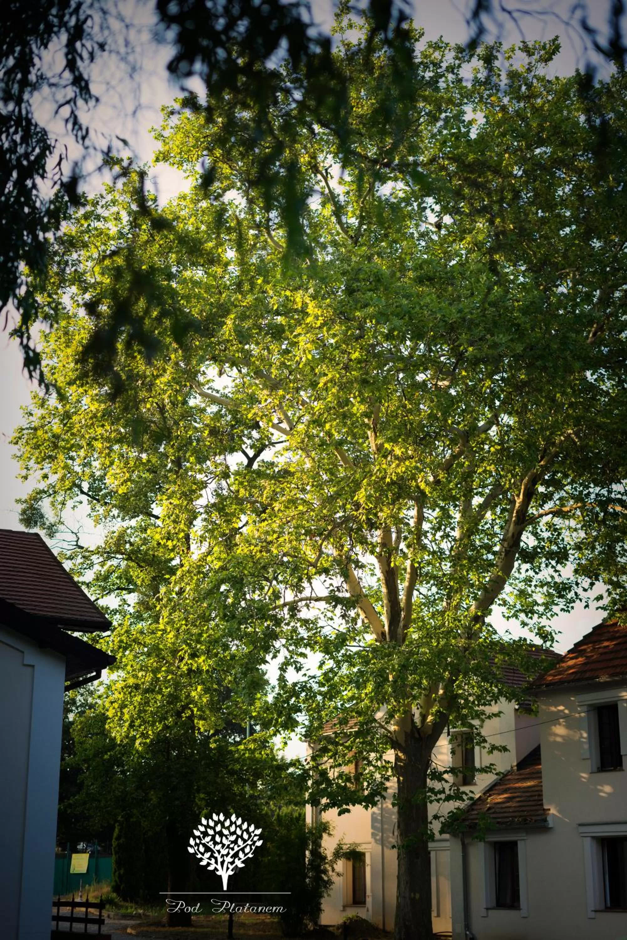 Property Building in Pod Platanem Gliwice