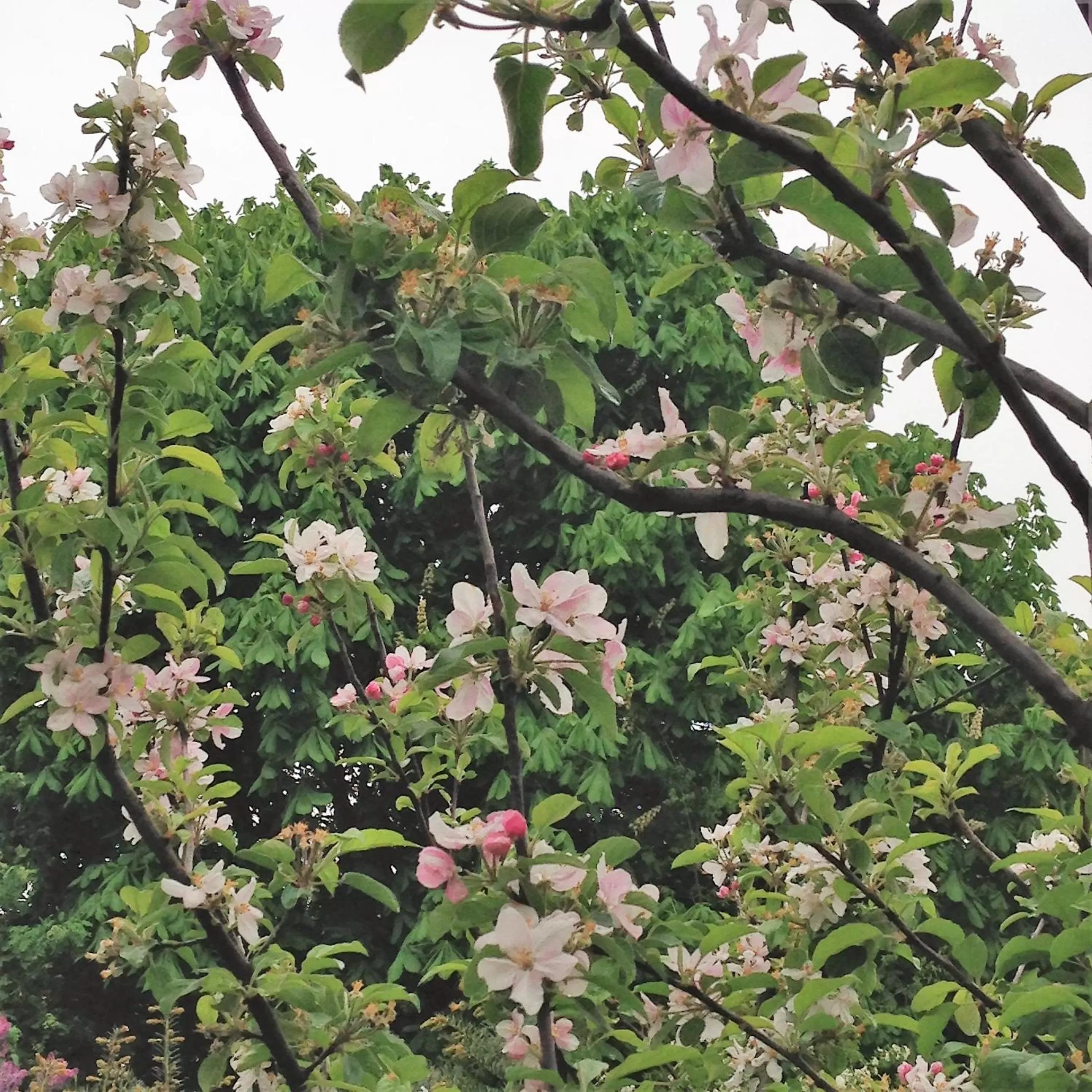 Spring, Garden in B&B Coupure
