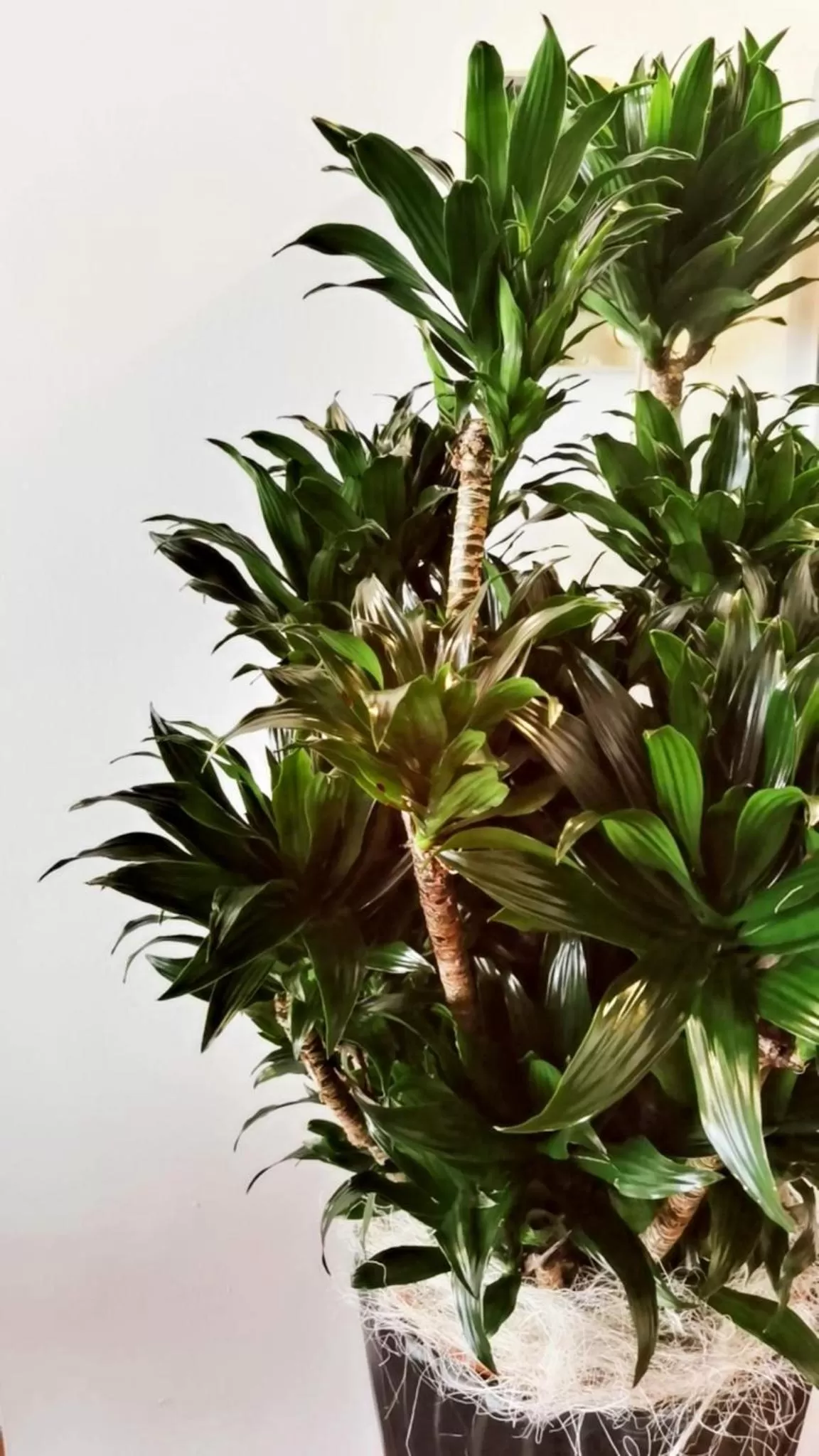 Communal lounge/ TV room in Il Cantuccio di Gioia