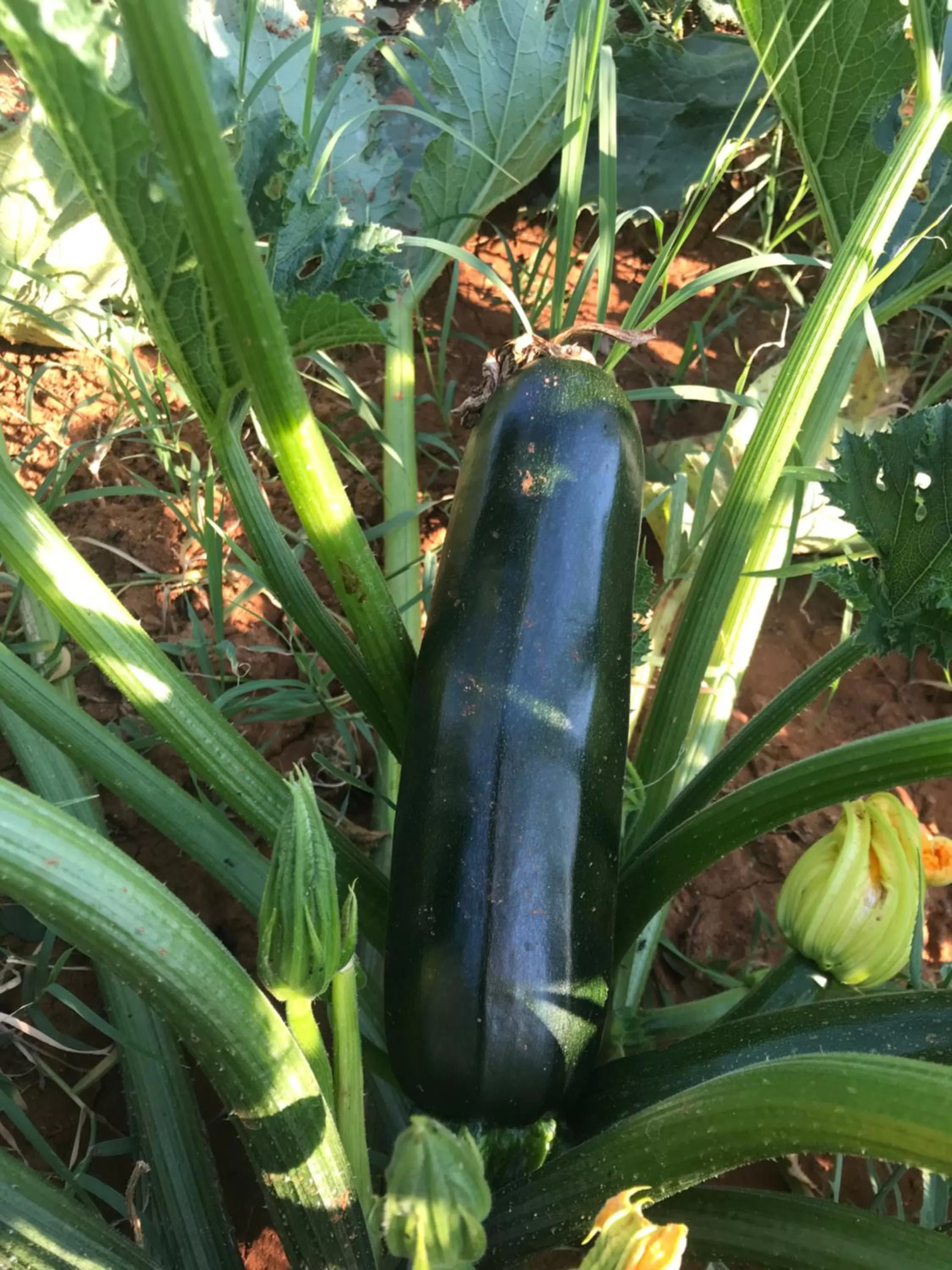 Restaurant/places to eat in Villa Flowers