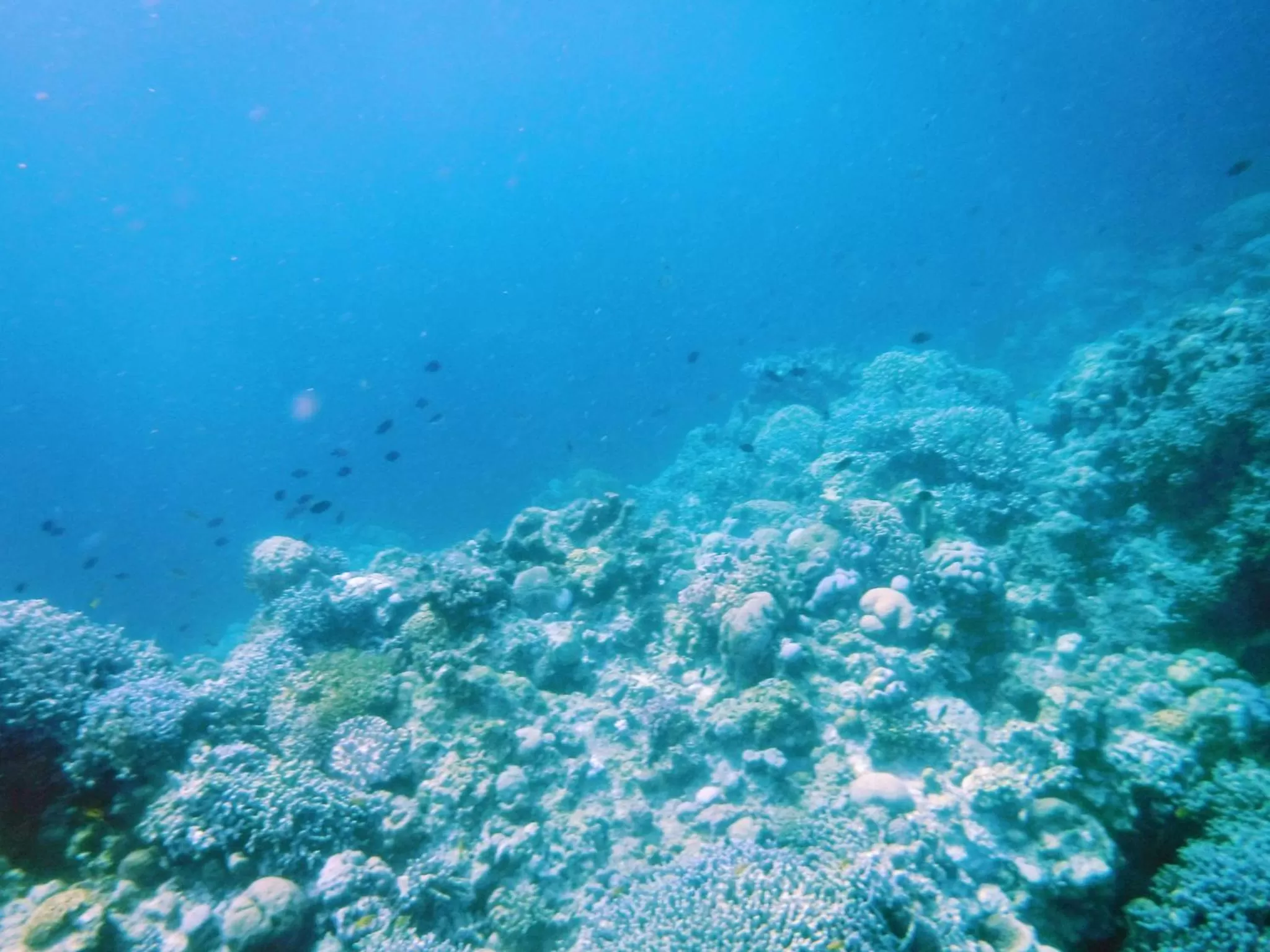 Natural landscape in Moalboal T Breeze Coastal Resort