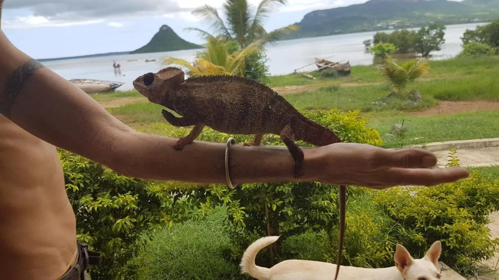 Other Animals in SANJEELA-PLAGE COCO