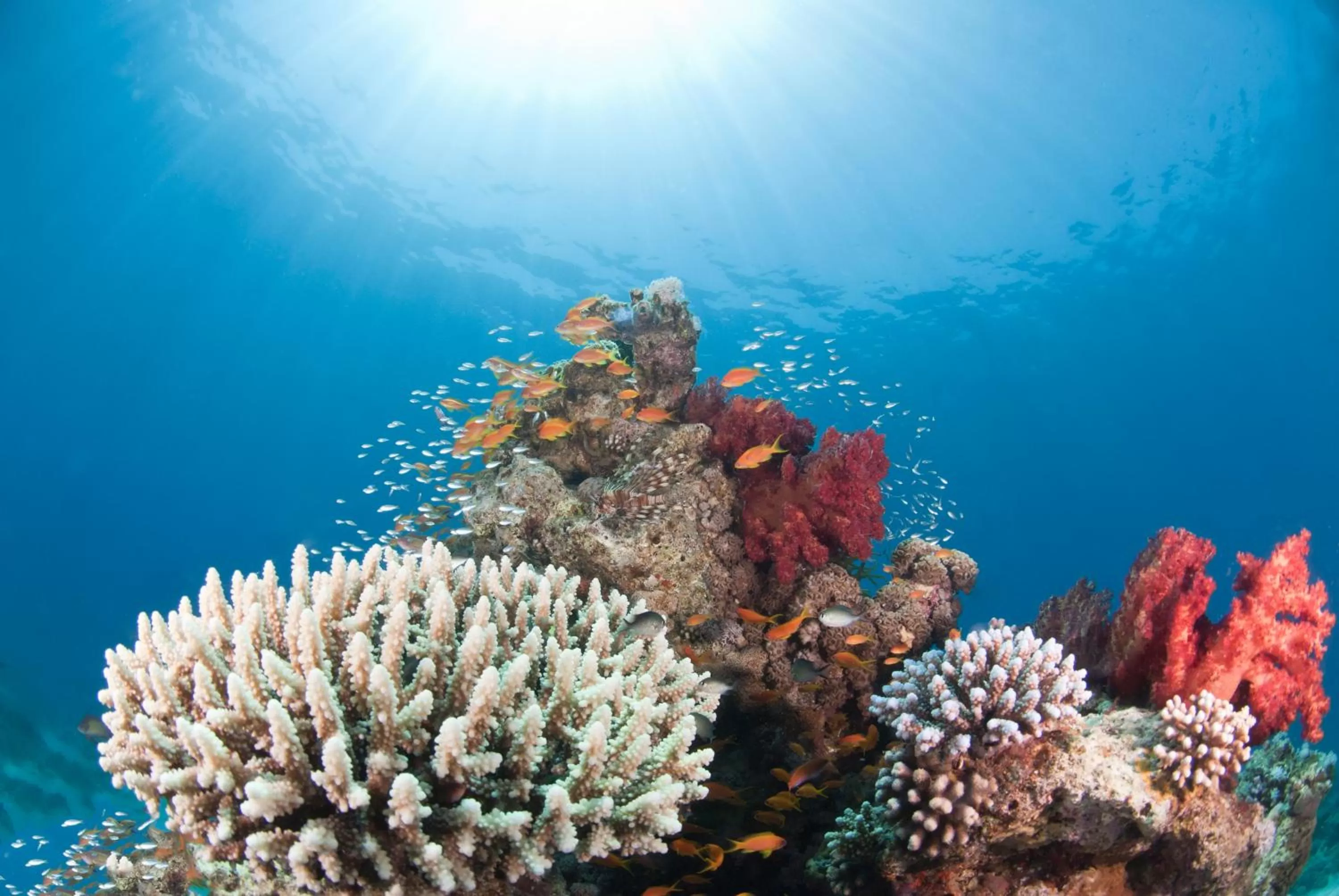 Snorkeling, Other Animals in Aqaba Adventure Divers Resort & Dive Center