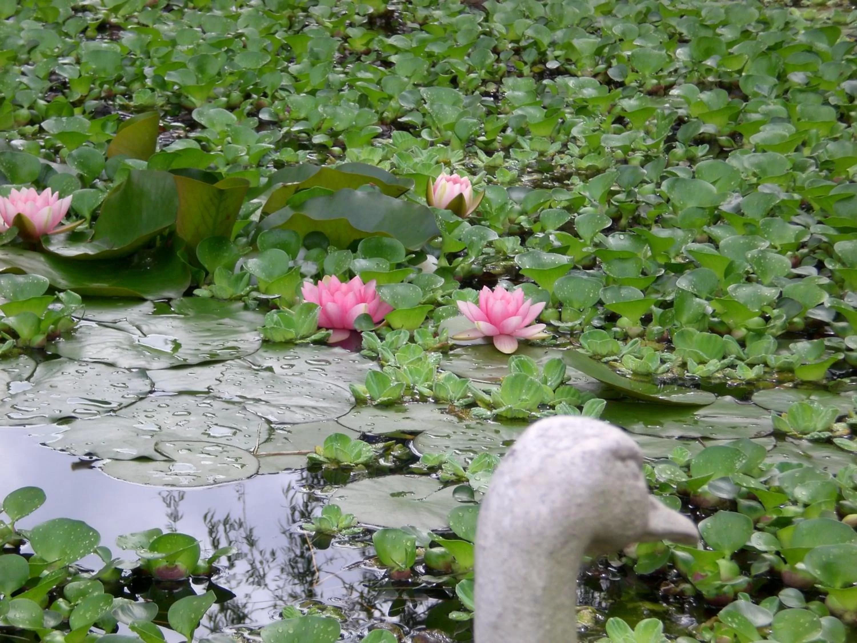 Garden view in Posada de los Pajaros