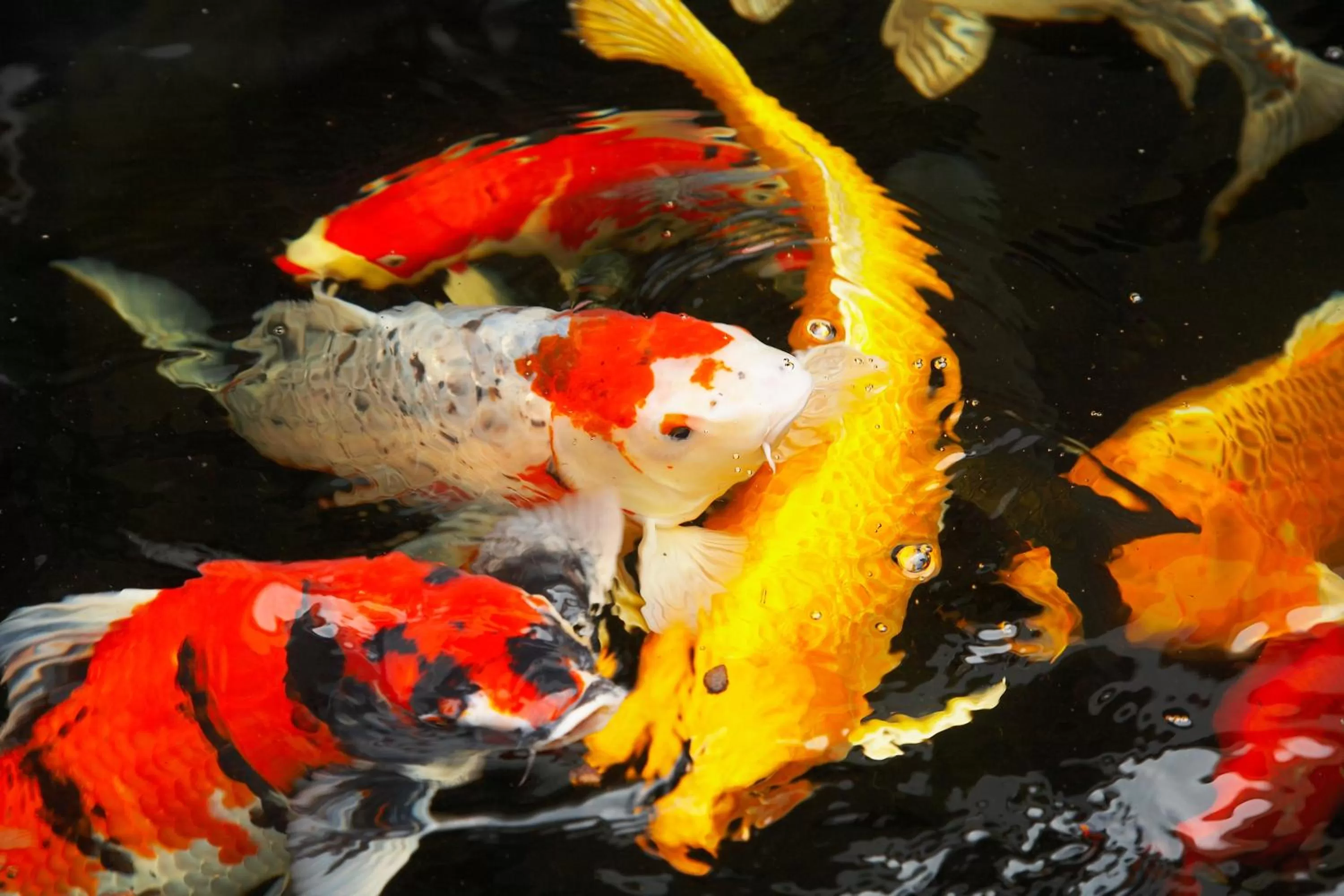 Pets in Seehotel am Stausee 4 Sterne Superior