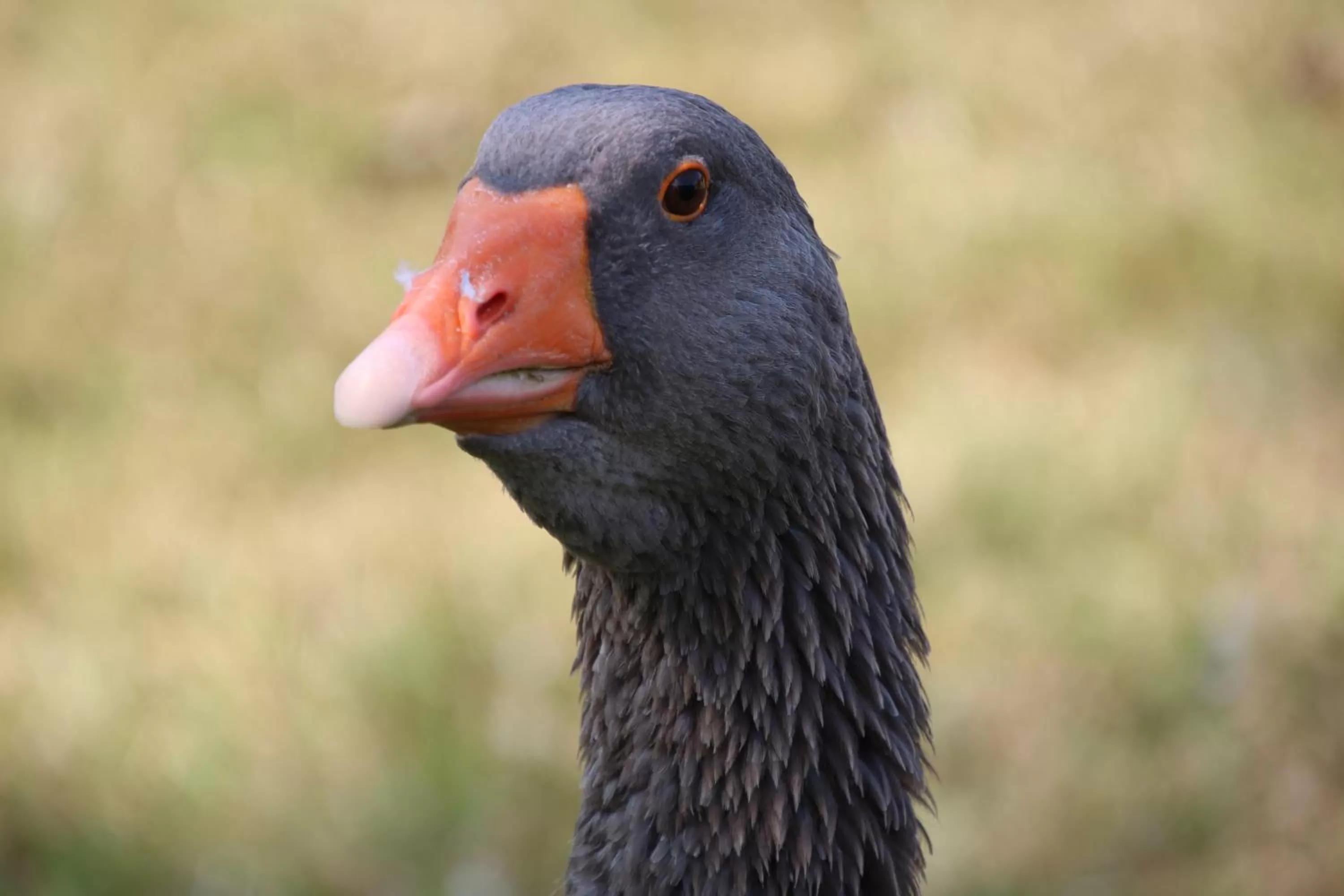 Animals in La Parisiere