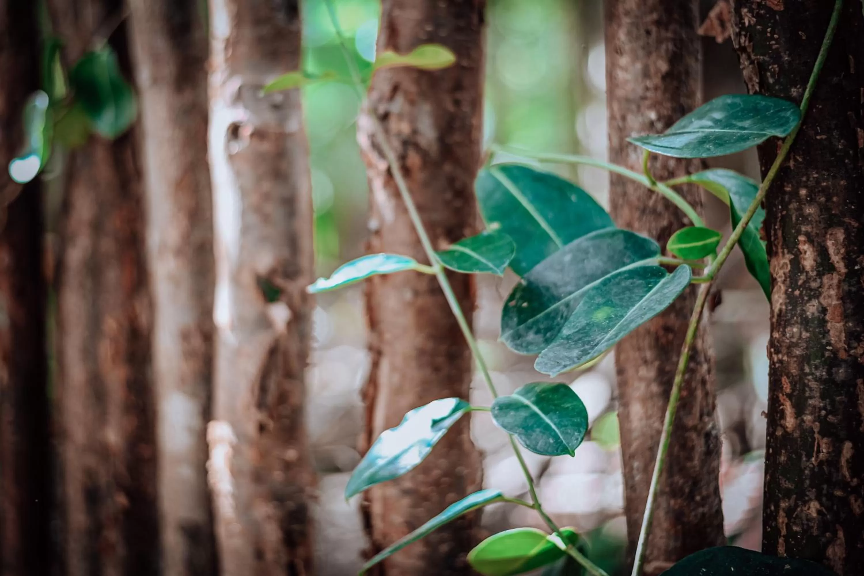 Garden, Other Animals in Lunita Jungle Experience