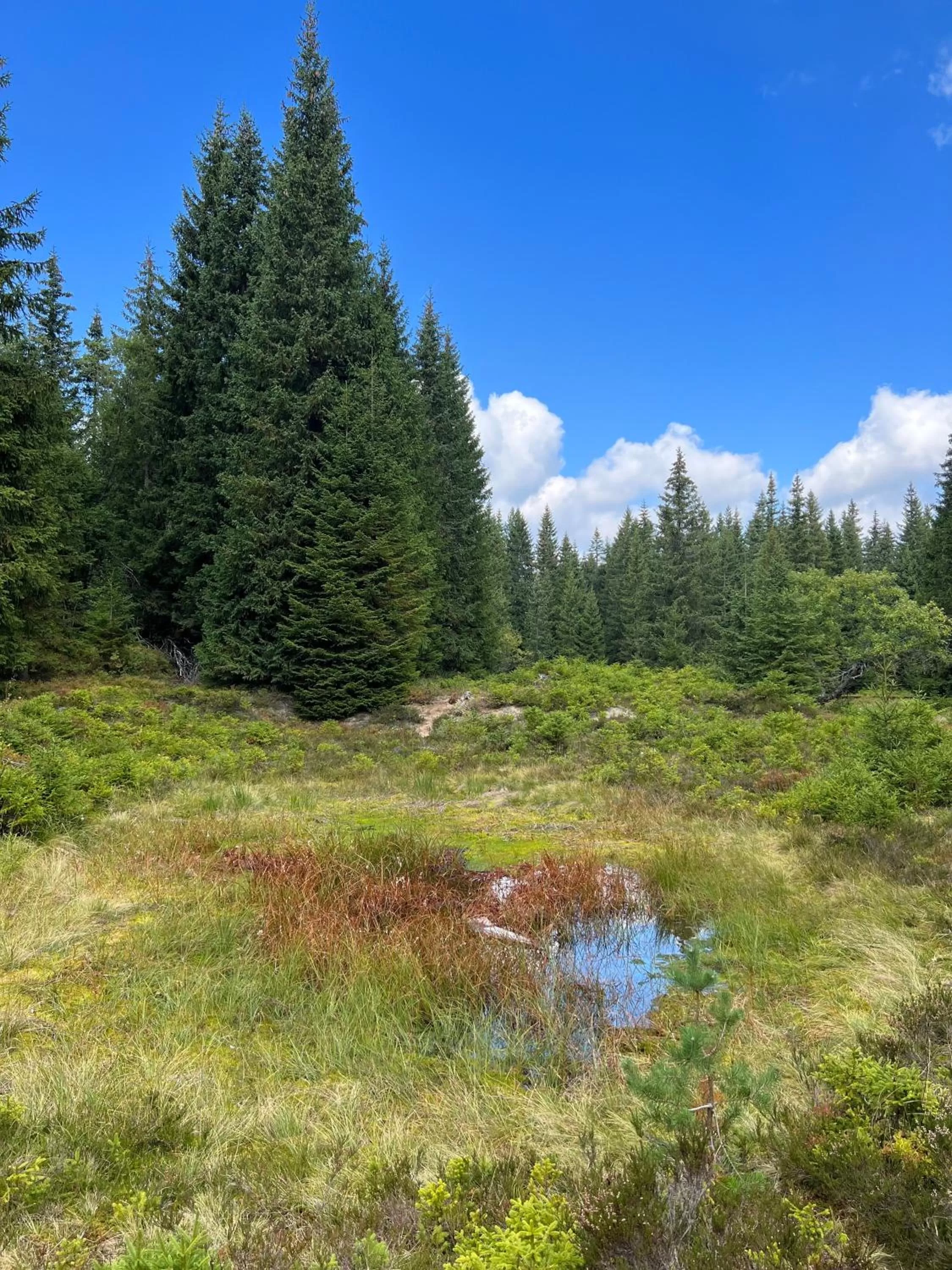 Natural landscape in Vila Jáchymov