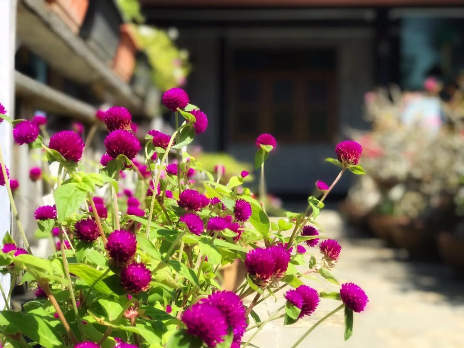 Garden in Mangrove House Lanta Old Town
