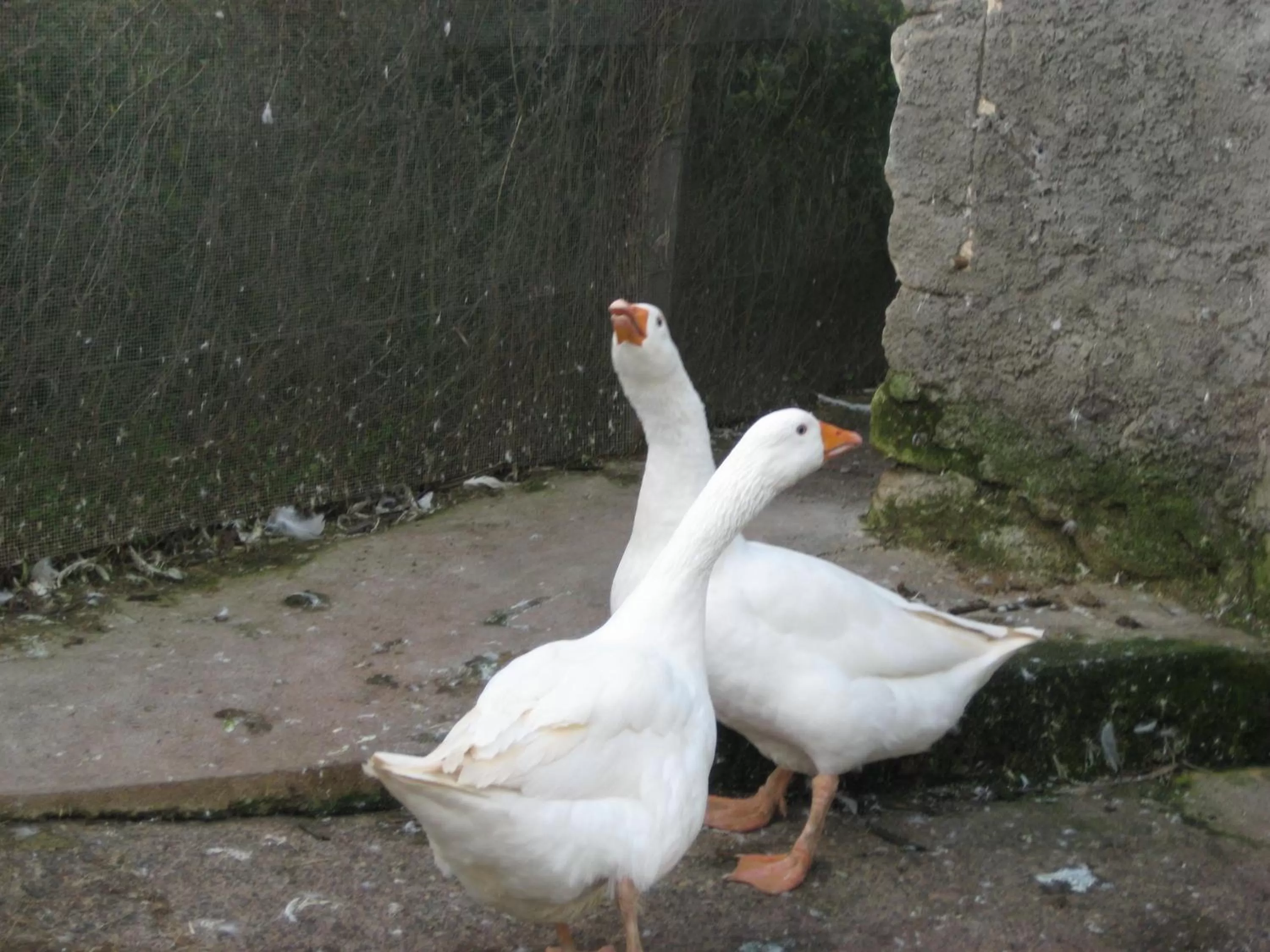 Pets in Oasi del Lago
