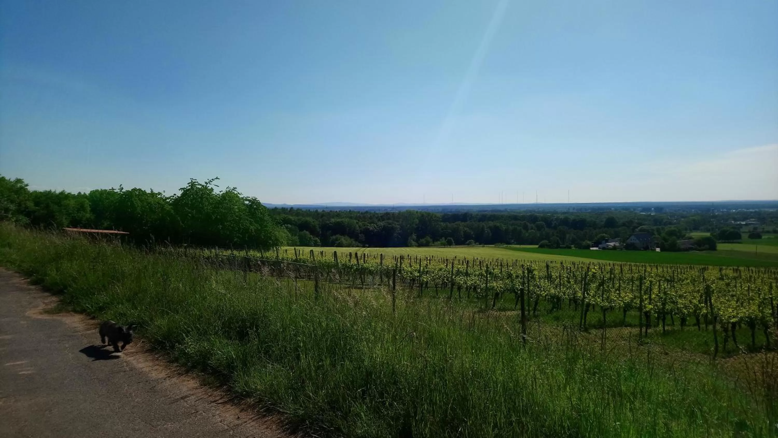 Hiking in Käfernberg - Weinhotel