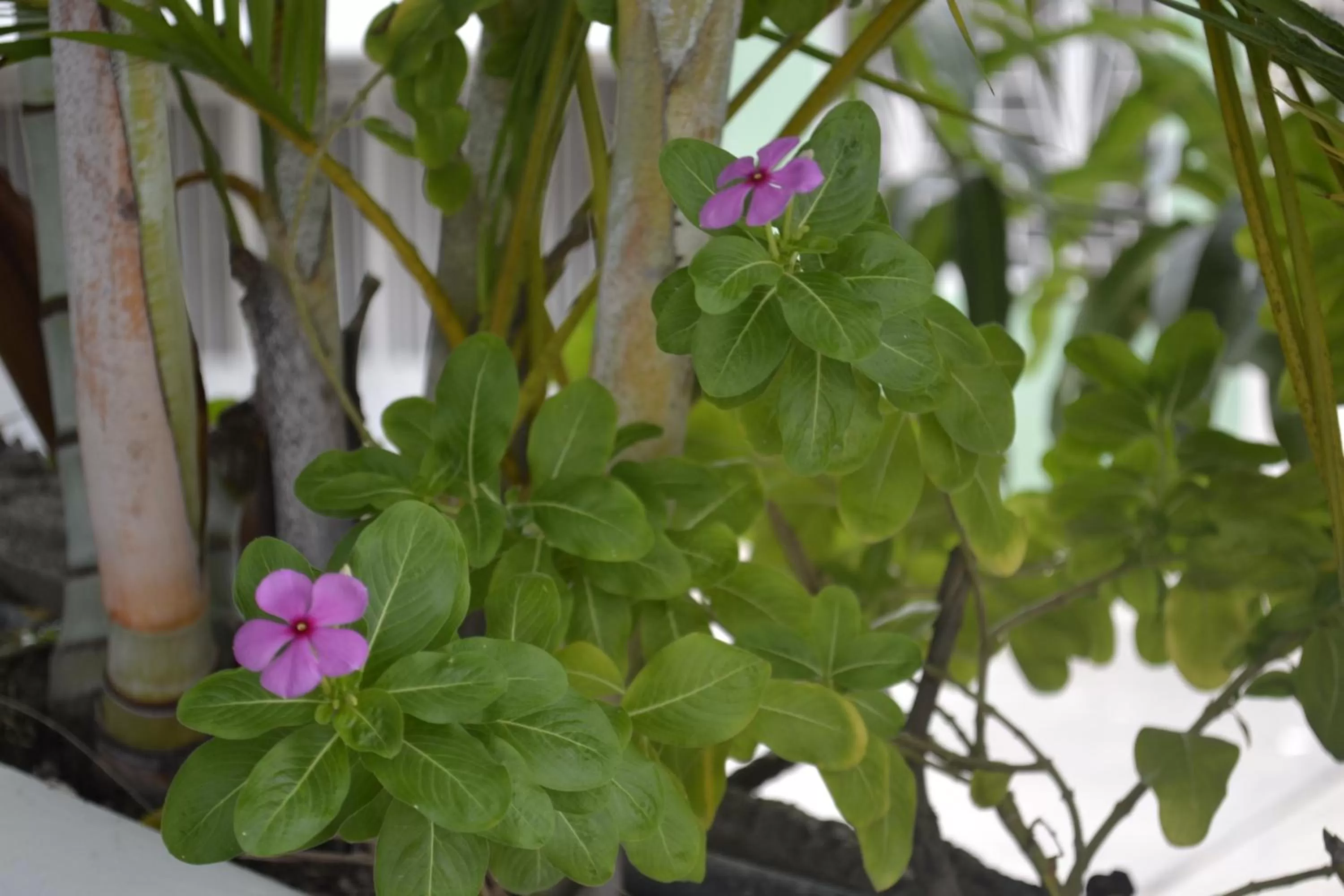 Mirador de San Jorge
