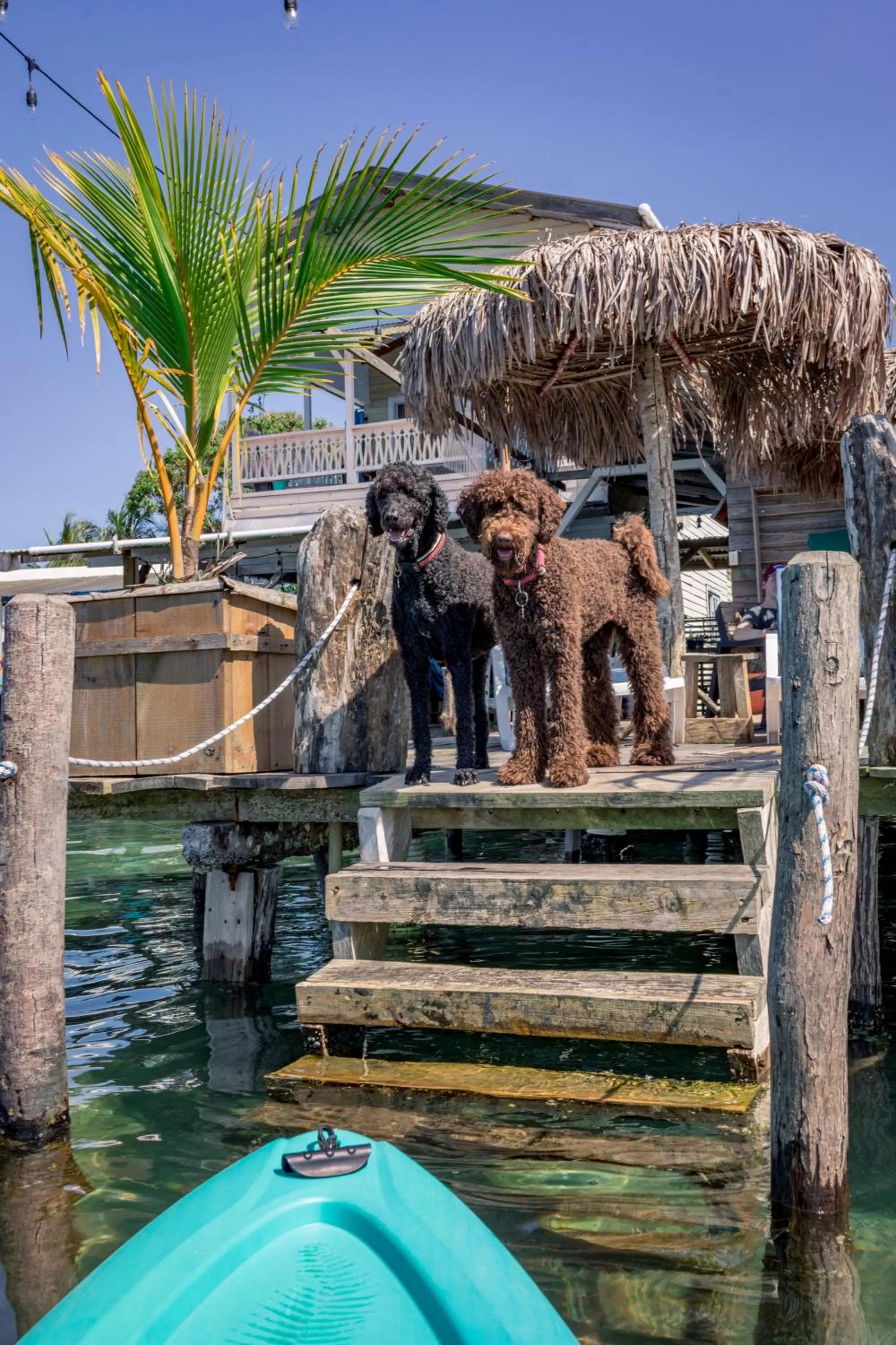 Pets in Barrbra BnB Over The Sea