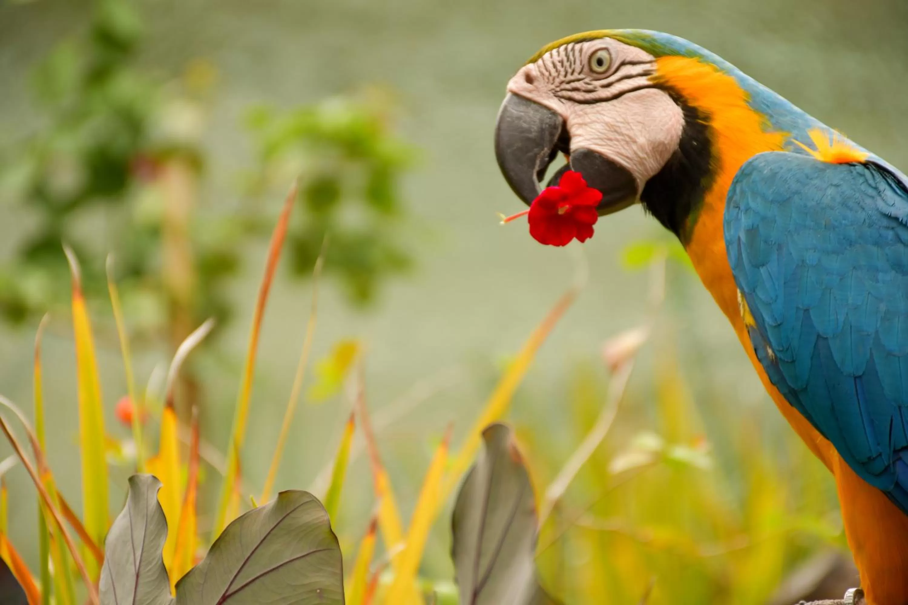 Other Animals in Pousada Sol e Mar