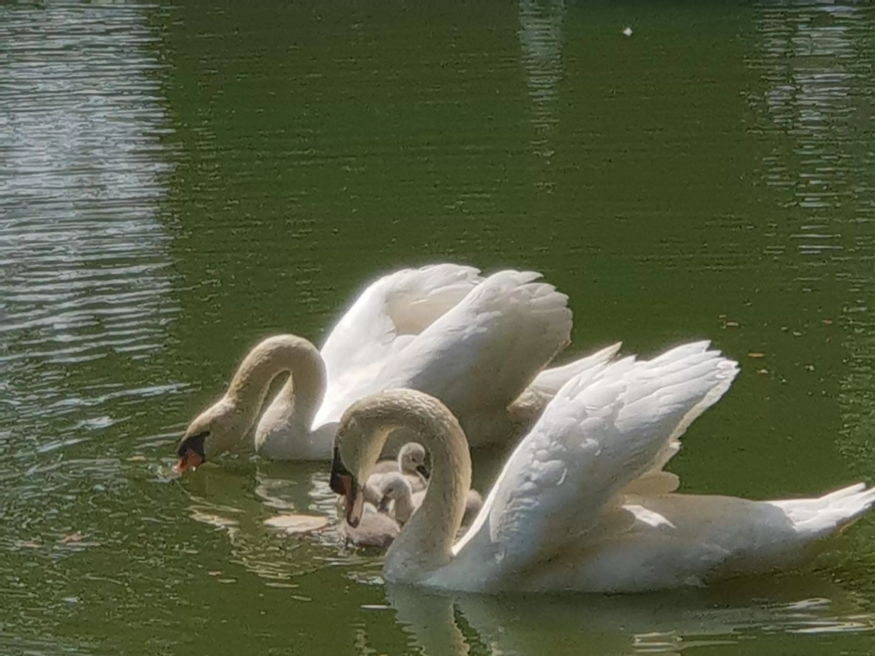 Animals, Other Animals in Hotel Landhuis 't Wilgenerf