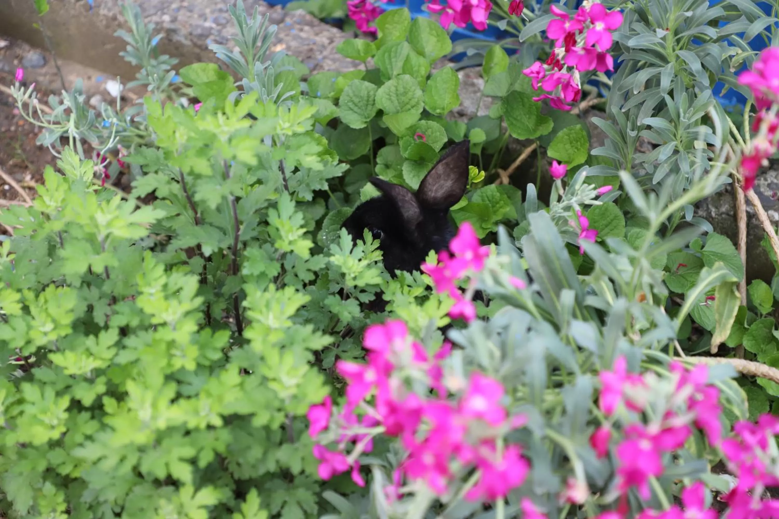 Garden, Other Animals in Hotel Hollywood