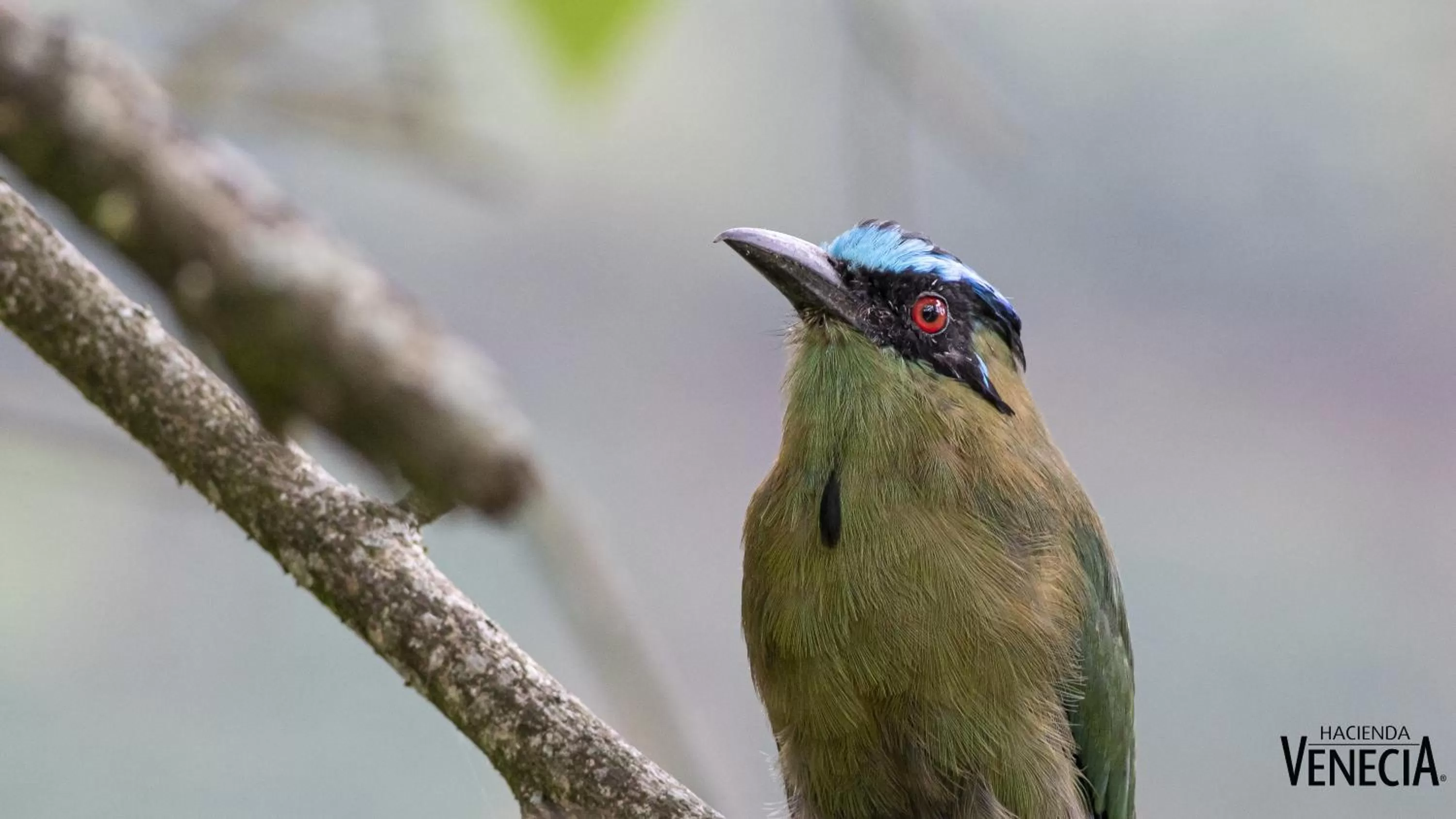 Activities, Other Animals in Hacienda Venecia Coffee Farm Hotel