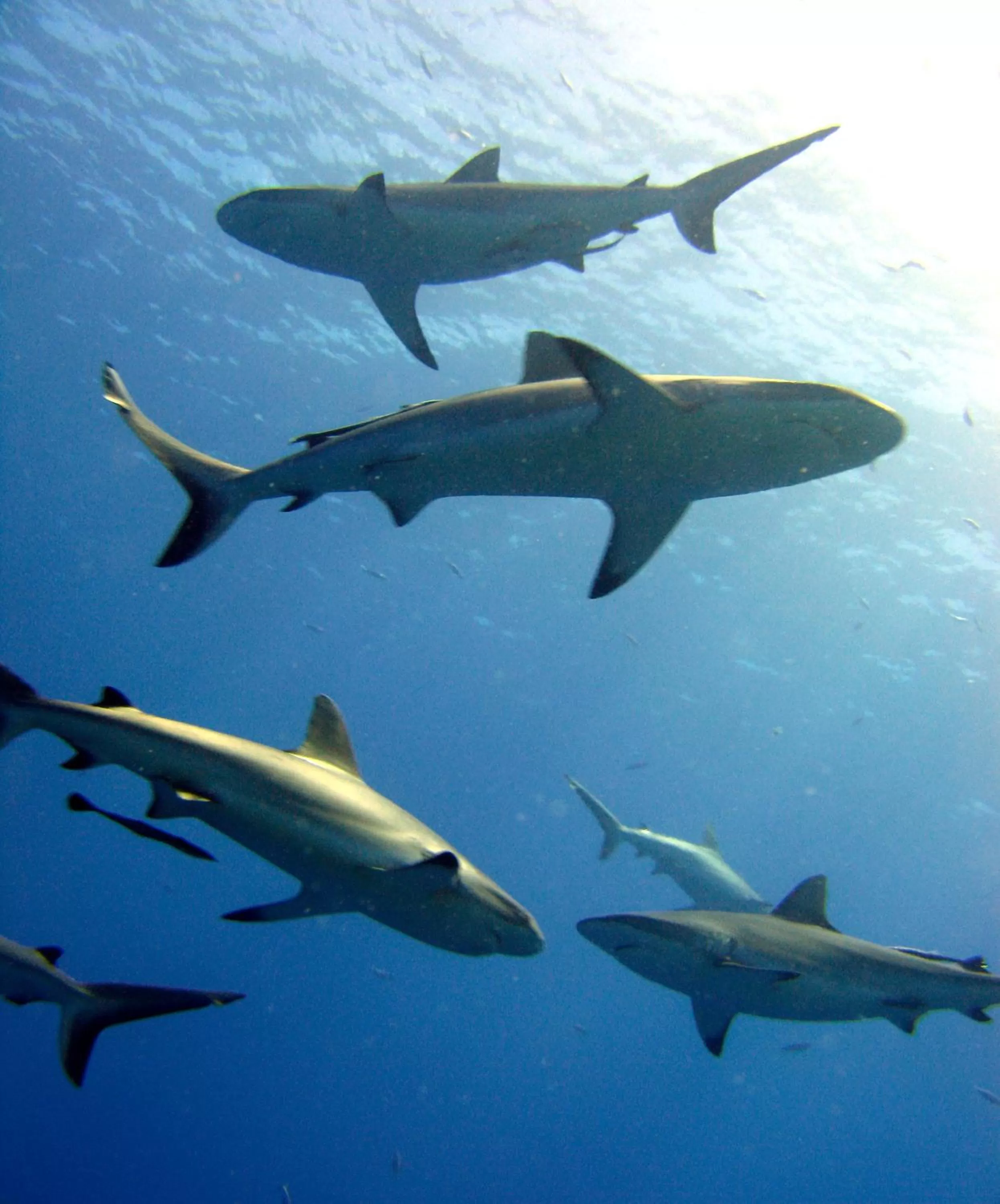 Activities in Rapopo Plantation Resort