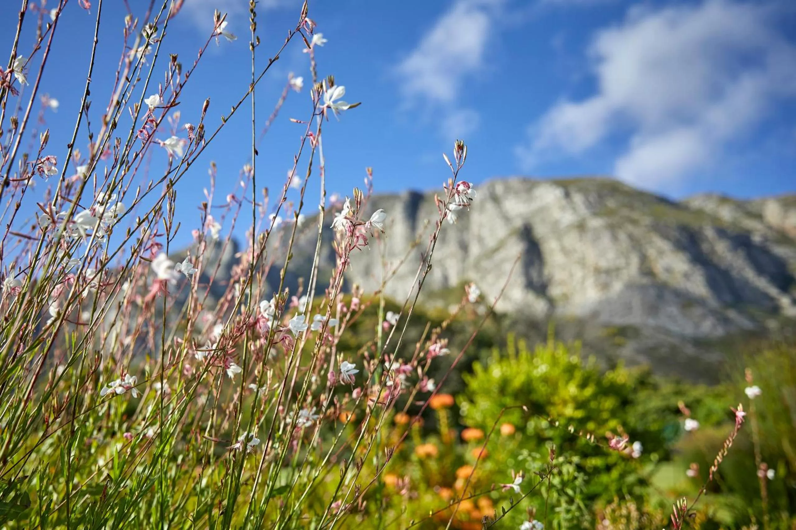Natural landscape in The Thatch House Boutique Hotel, Hermanus