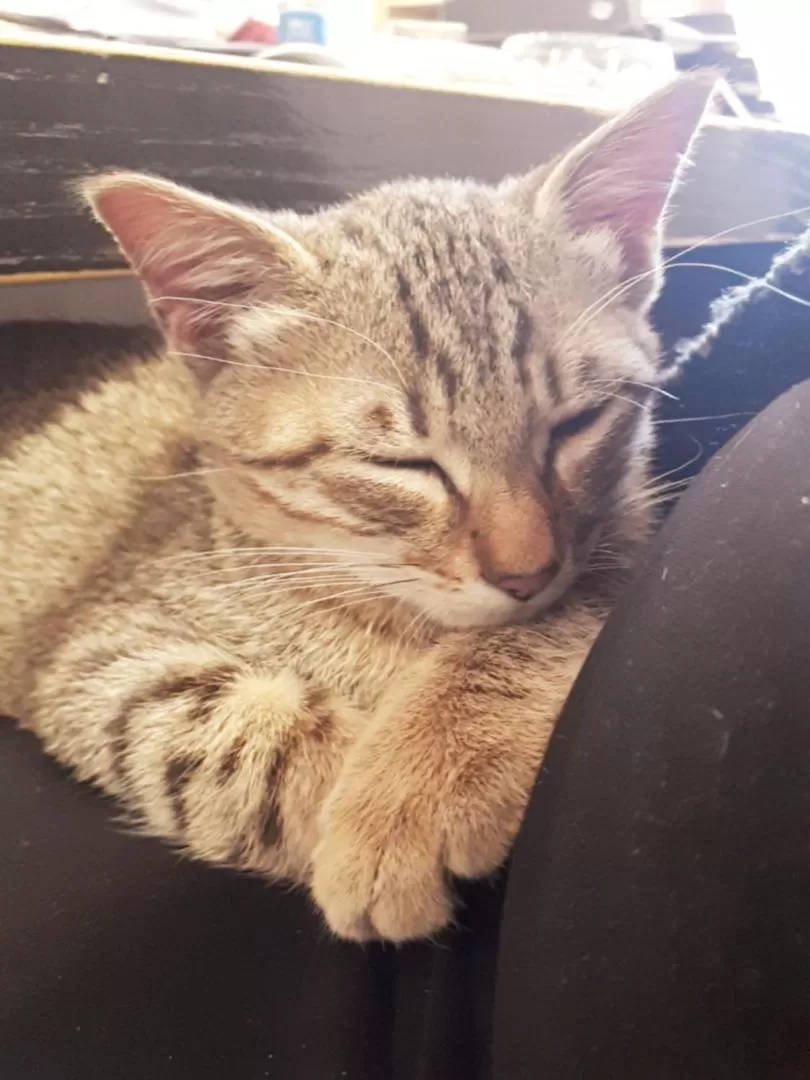 Pets in B&B DUE ABETI